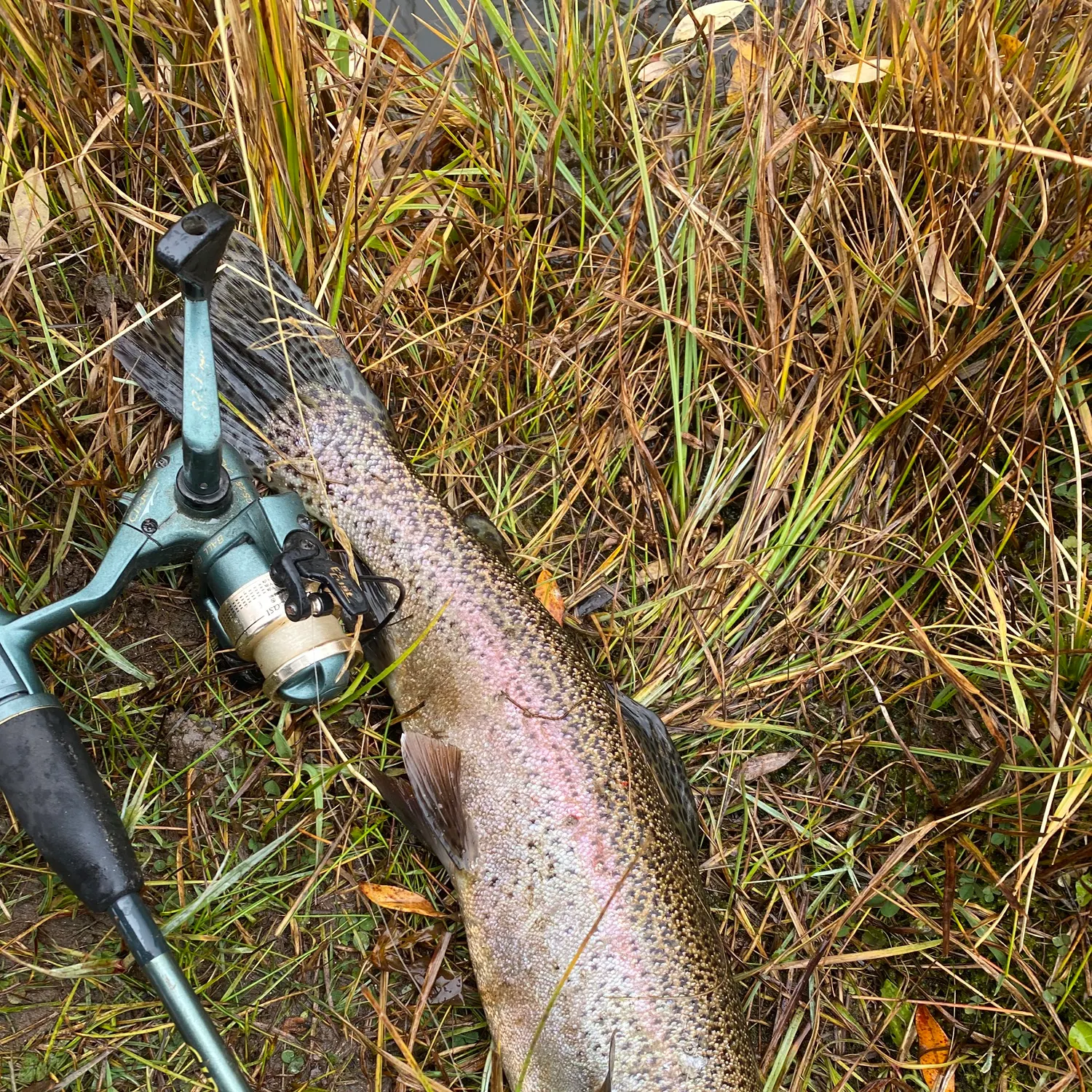 Rainbow trout caught on Fishbrain