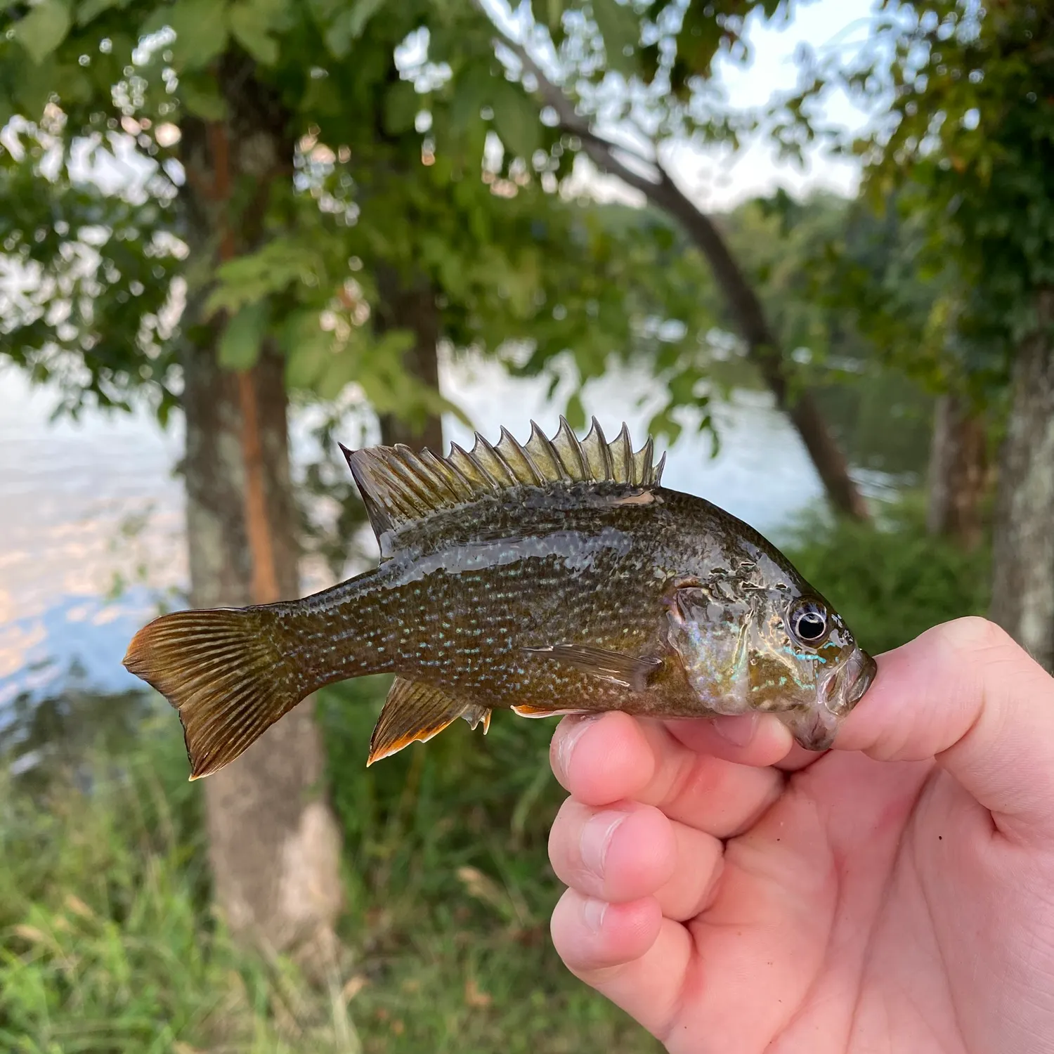 Green sunfish caught on Fishbrain