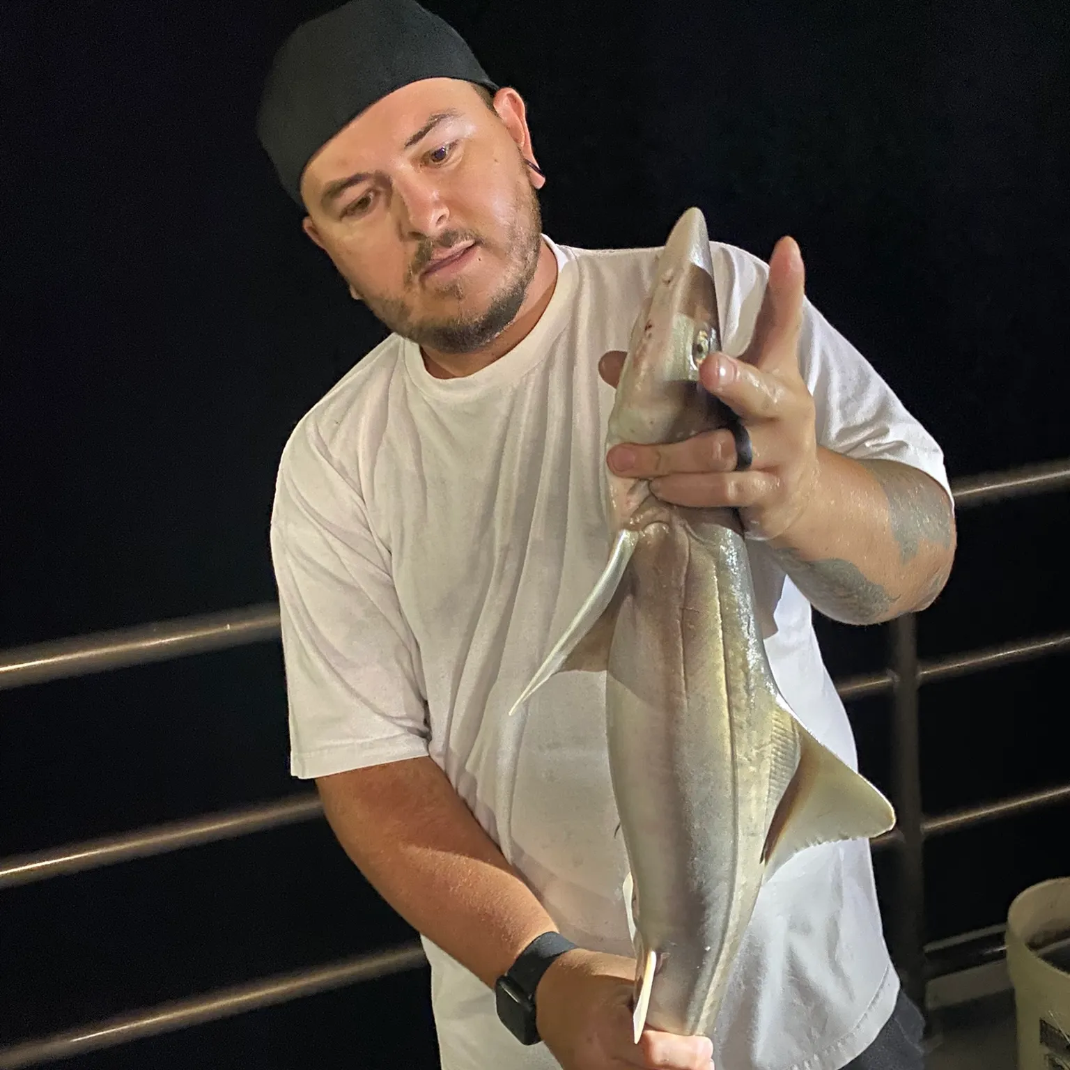 The most recent Tope shark catches on Fishbrain