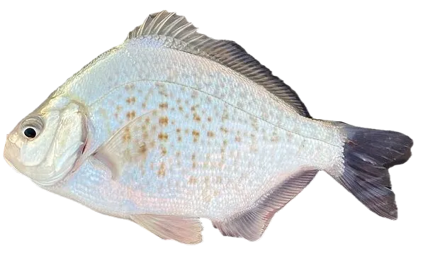 Calico surfperch