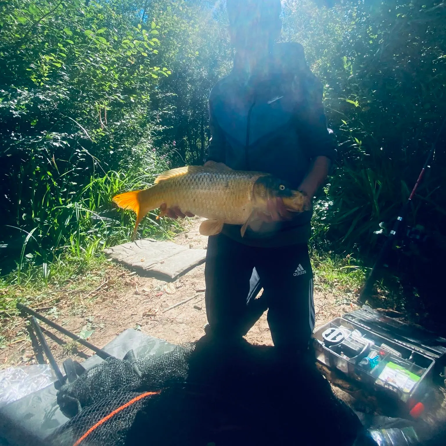The most recent Ghost carp catches on Fishbrain