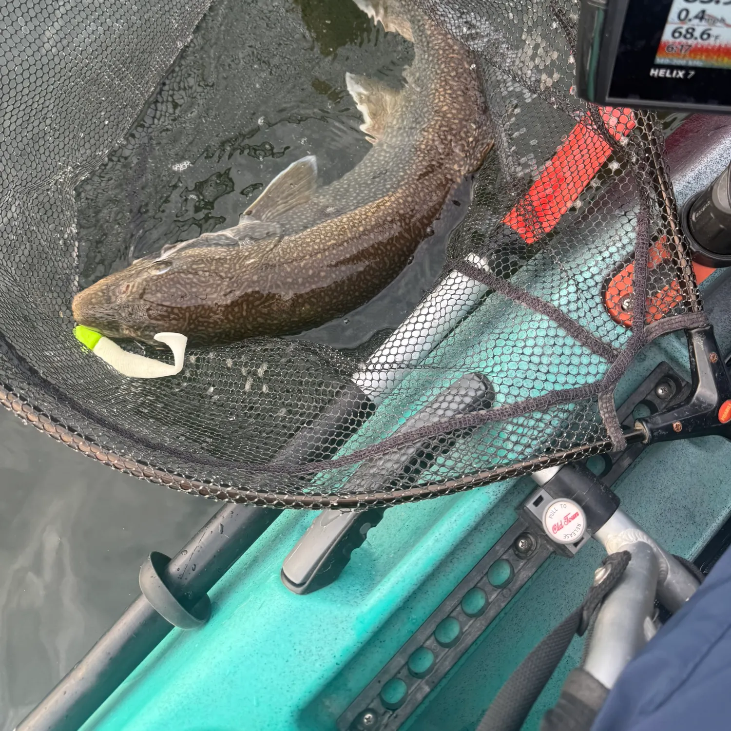Lake char caught on Fishbrain