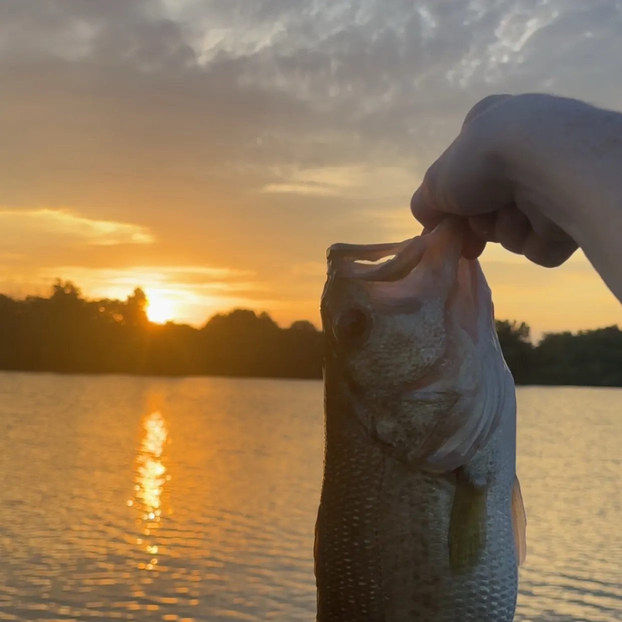 Largemouth bass caught on Fishbrain