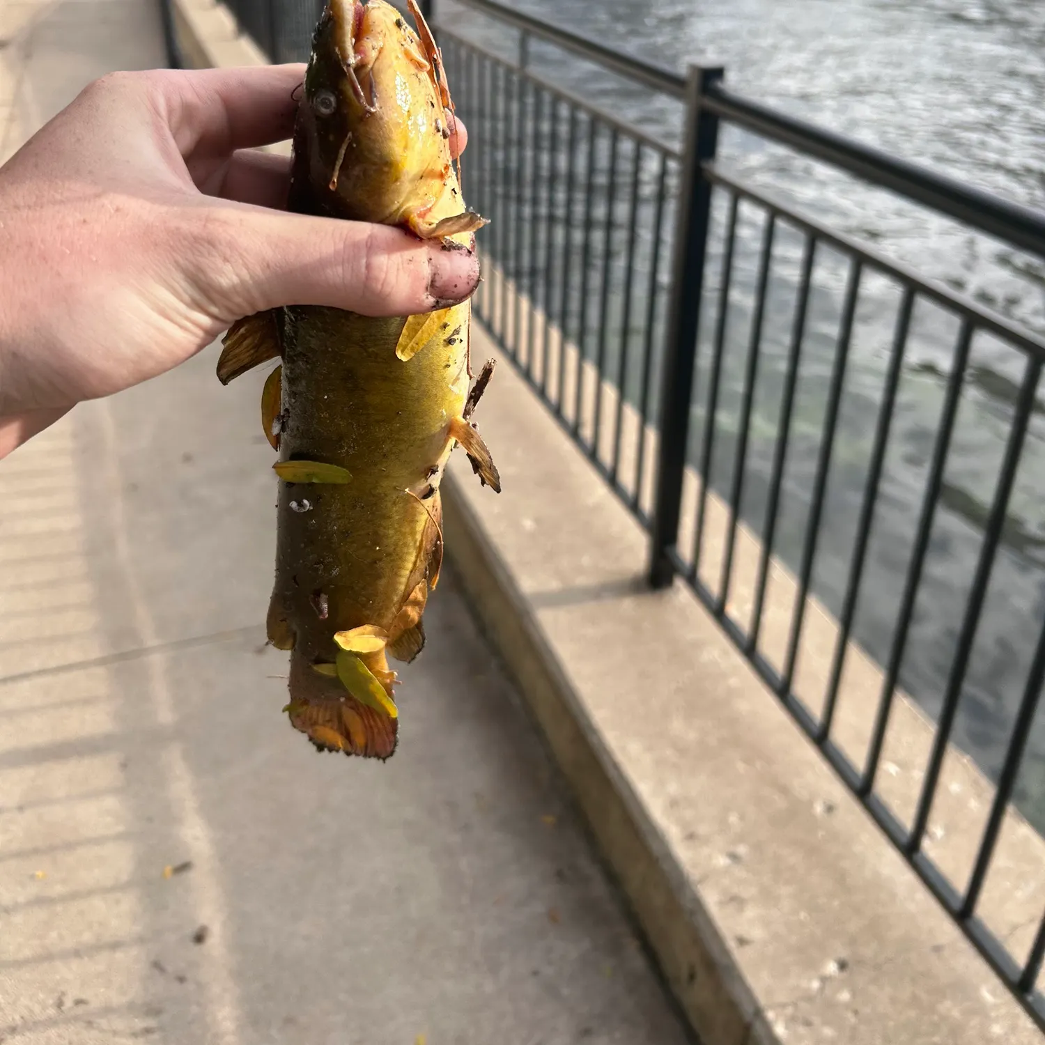 catch