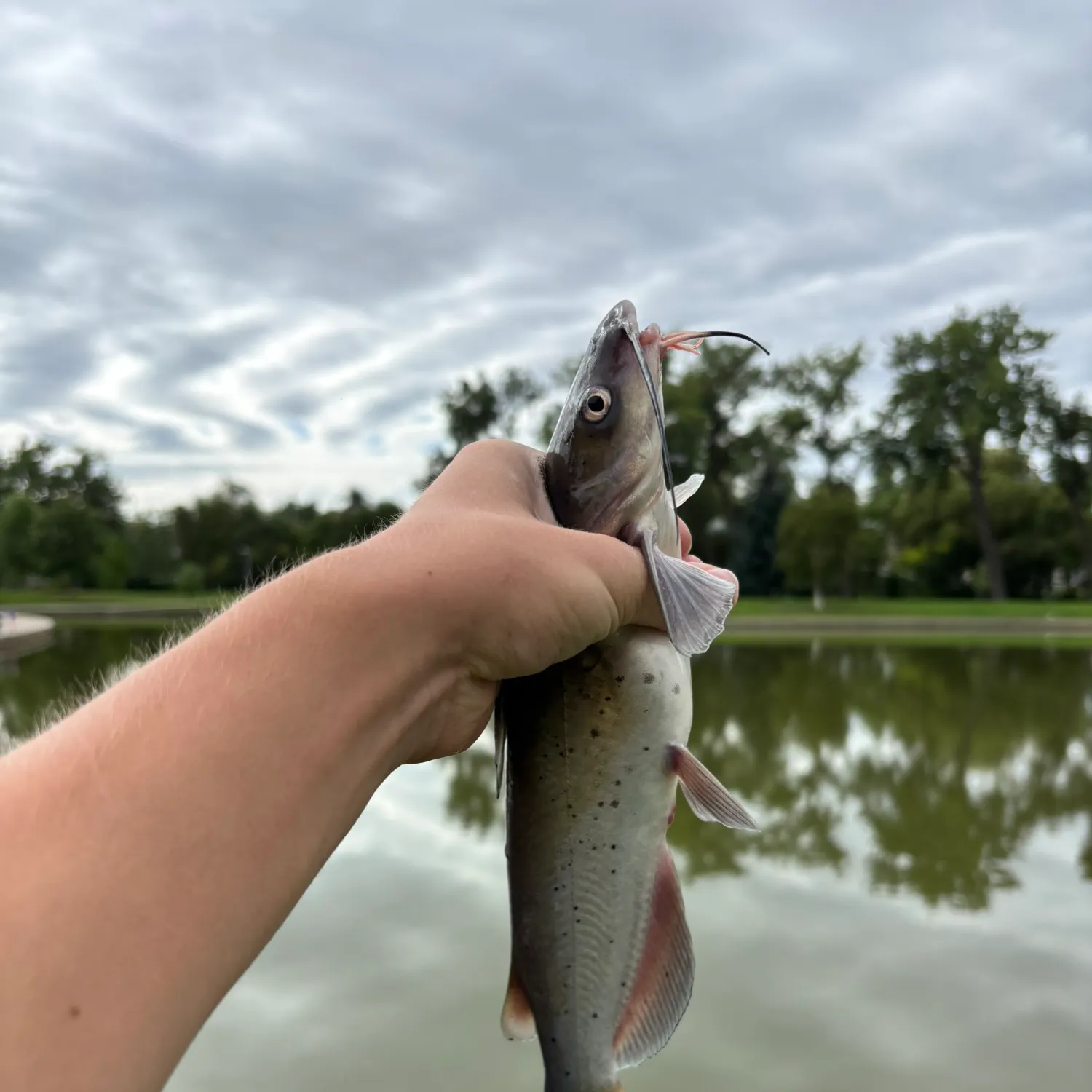 Channel catfish caught on Fishbrain