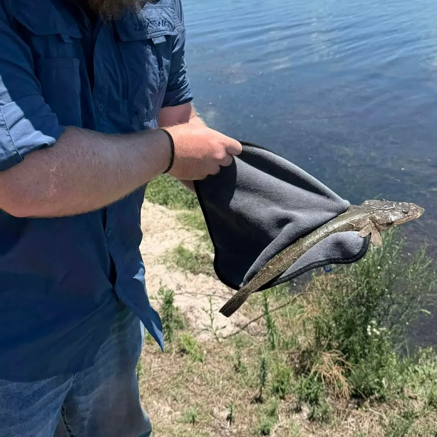 The most recent Dusky flathead catches on Fishbrain