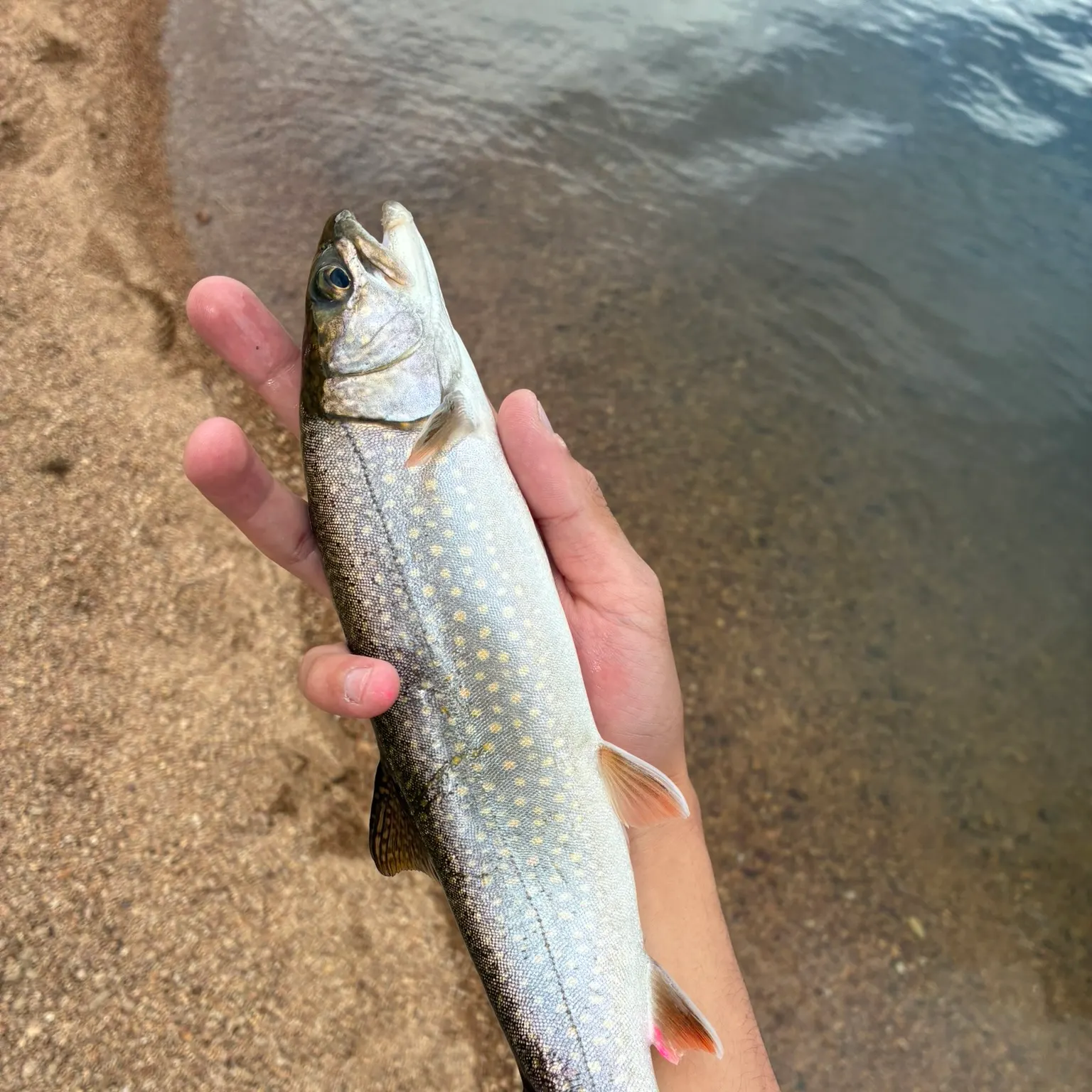The most recent Splake catches on Fishbrain