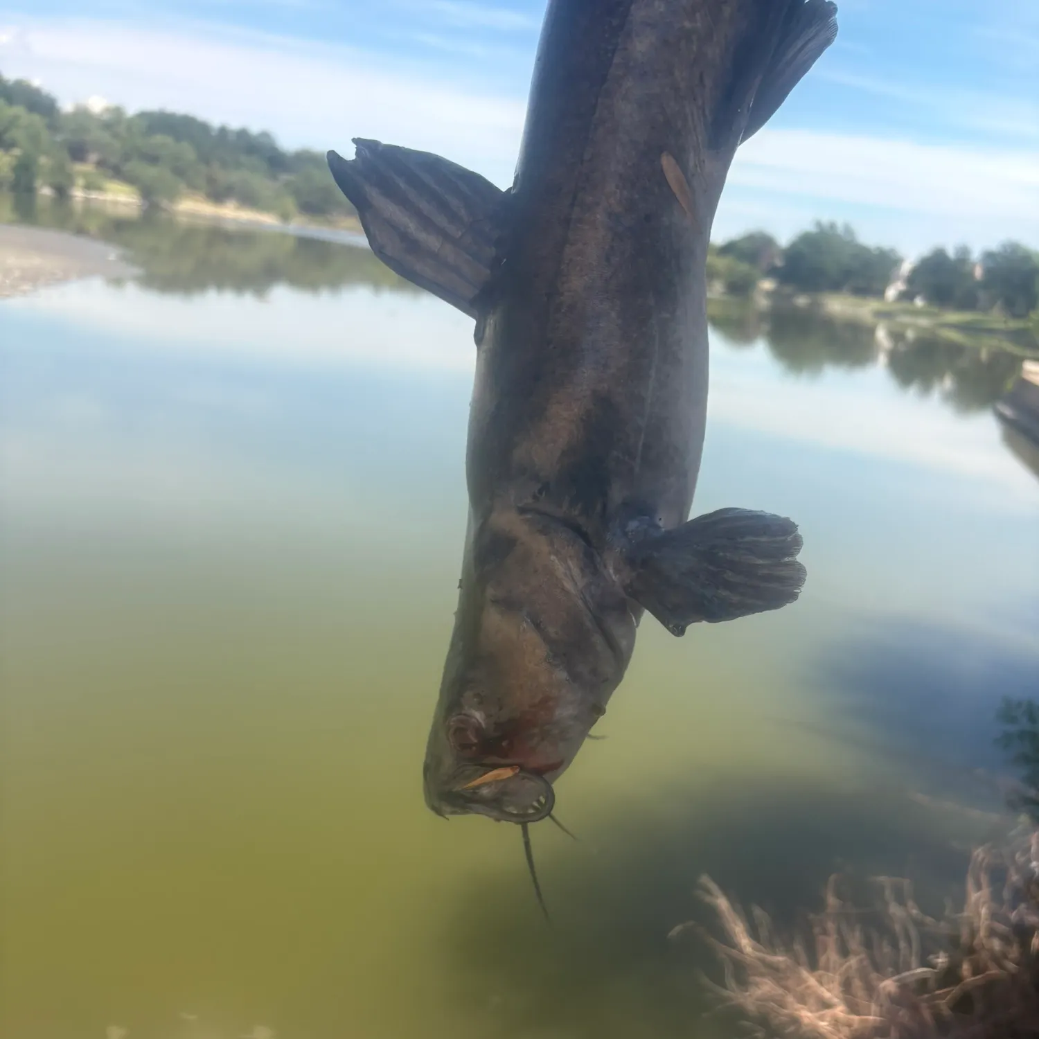 Channel catfish caught on Fishbrain