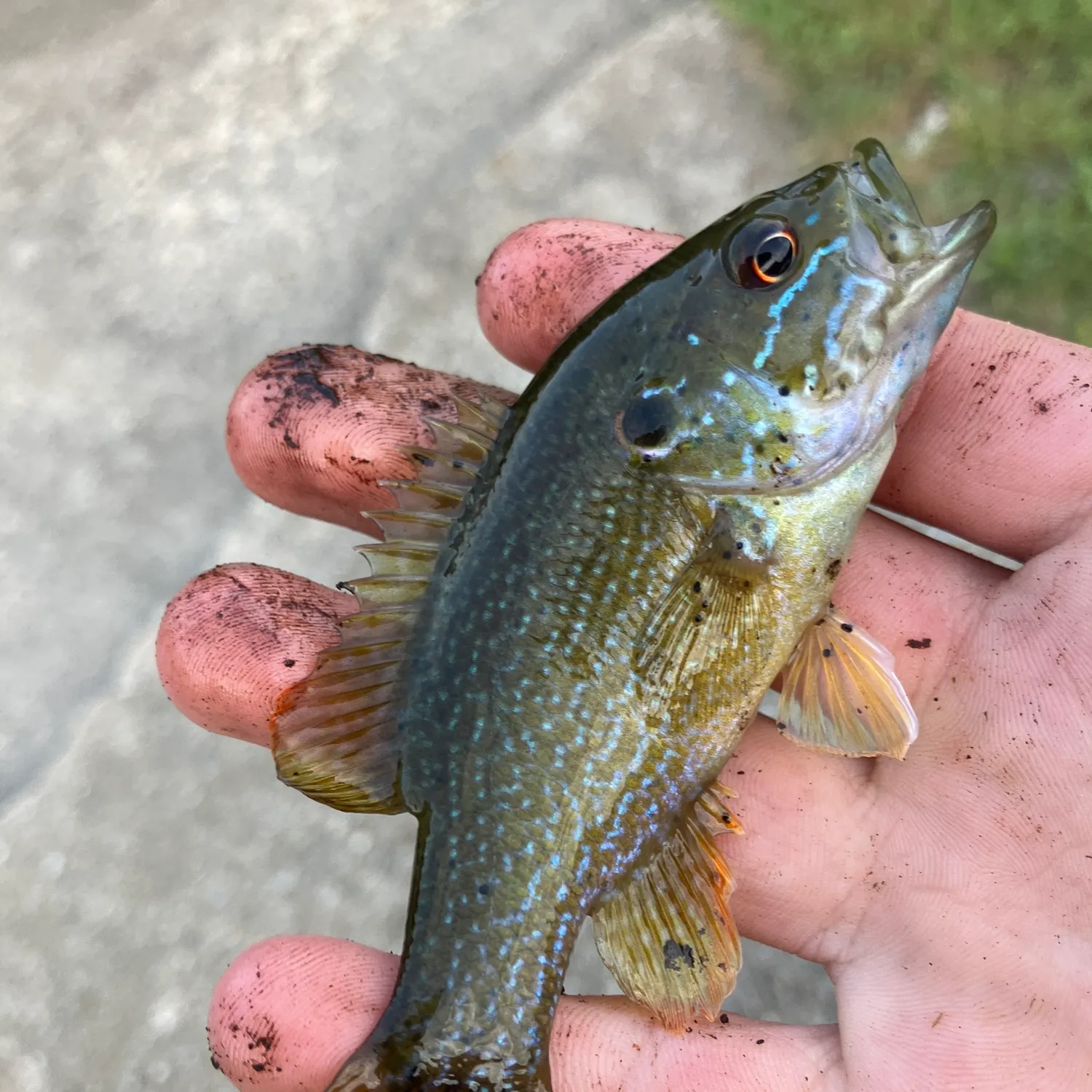 Green sunfish caught on Fishbrain