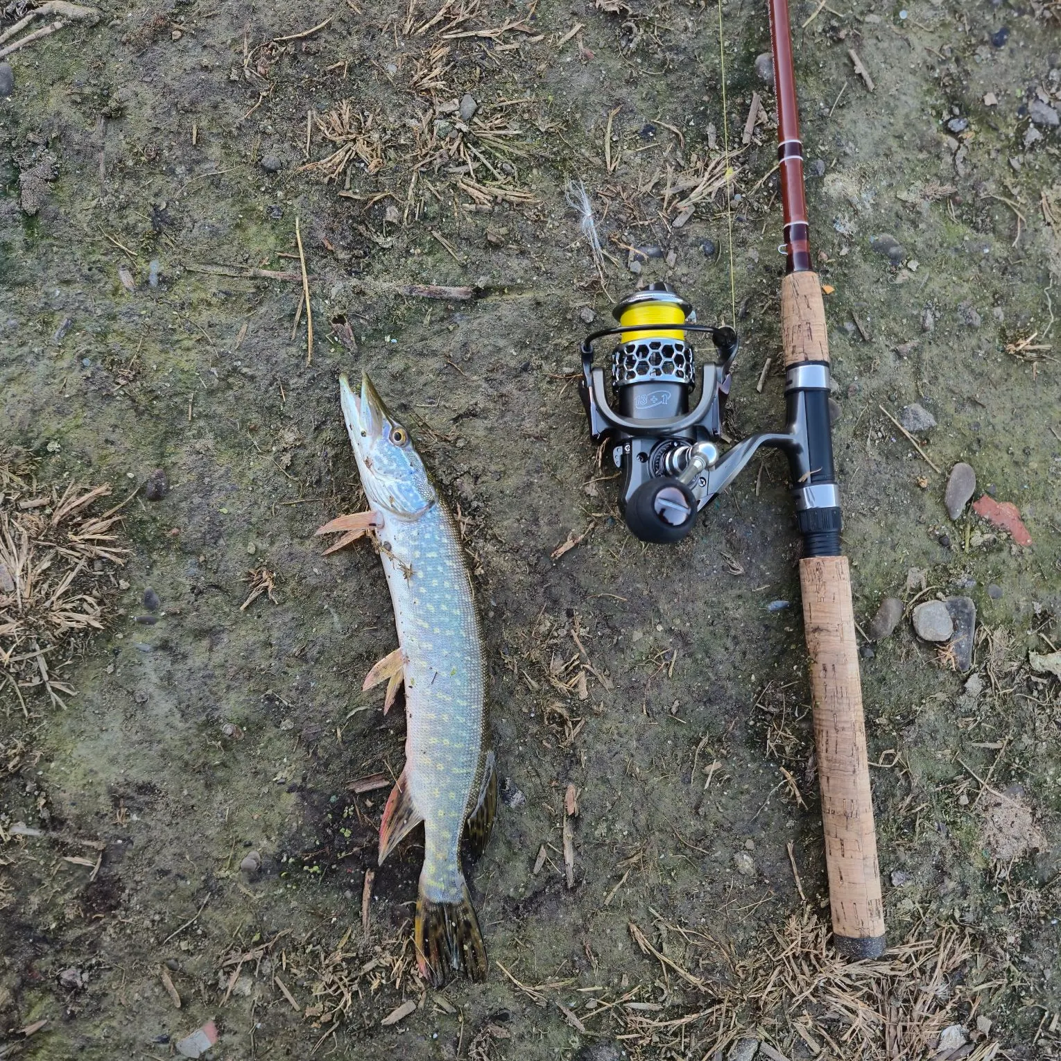 Northern pike caught on Fishbrain