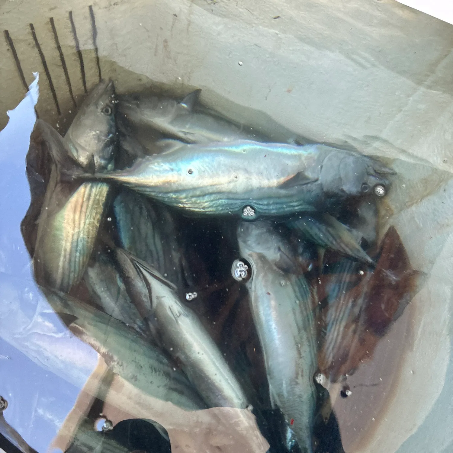 Striped bonito caught on Fishbrain