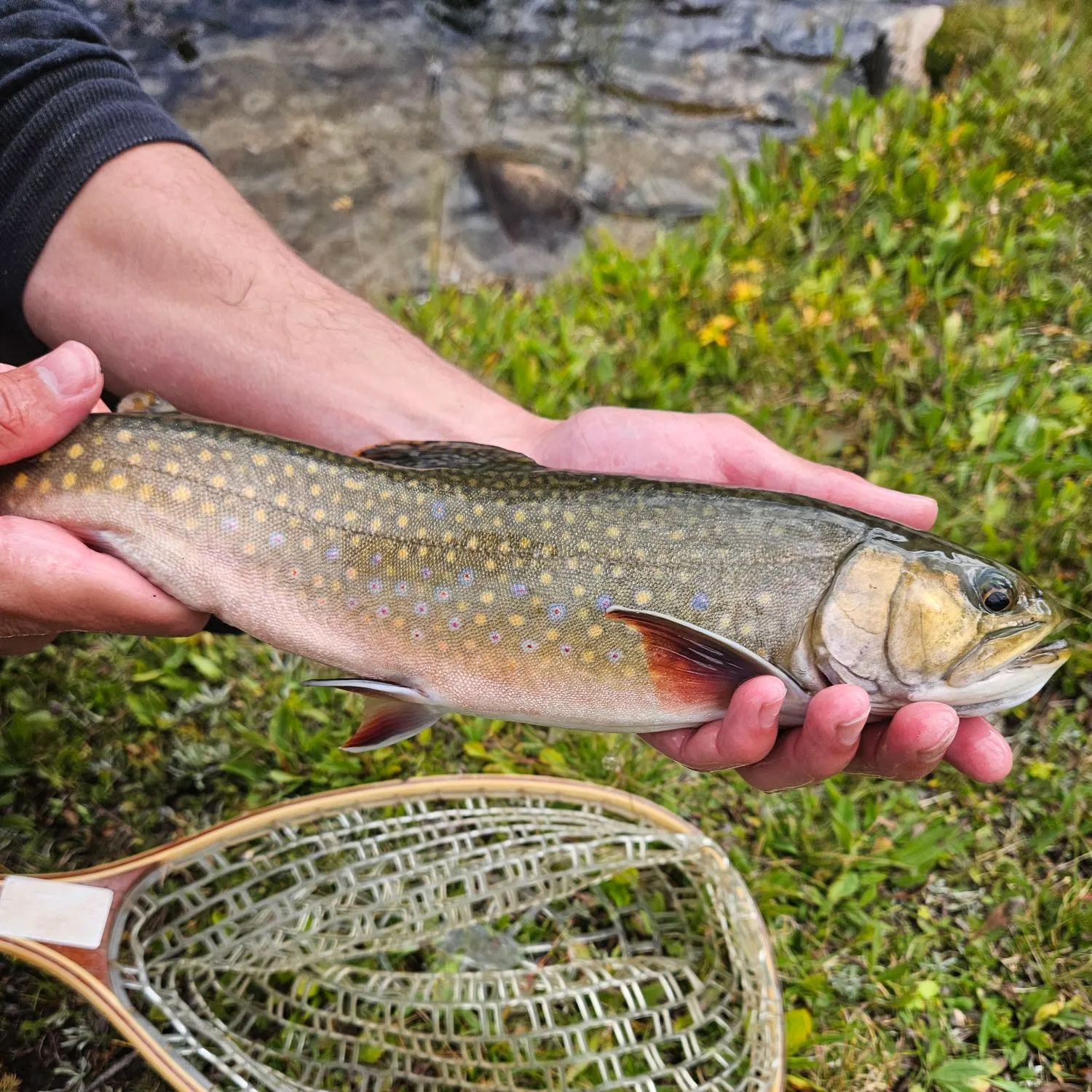 Brook trout caught on Fishbrain
