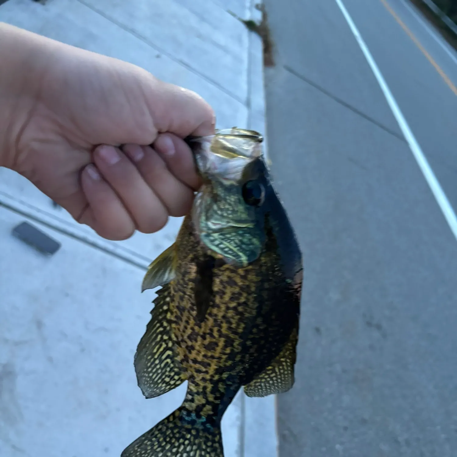 Black crappie caught on Fishbrain