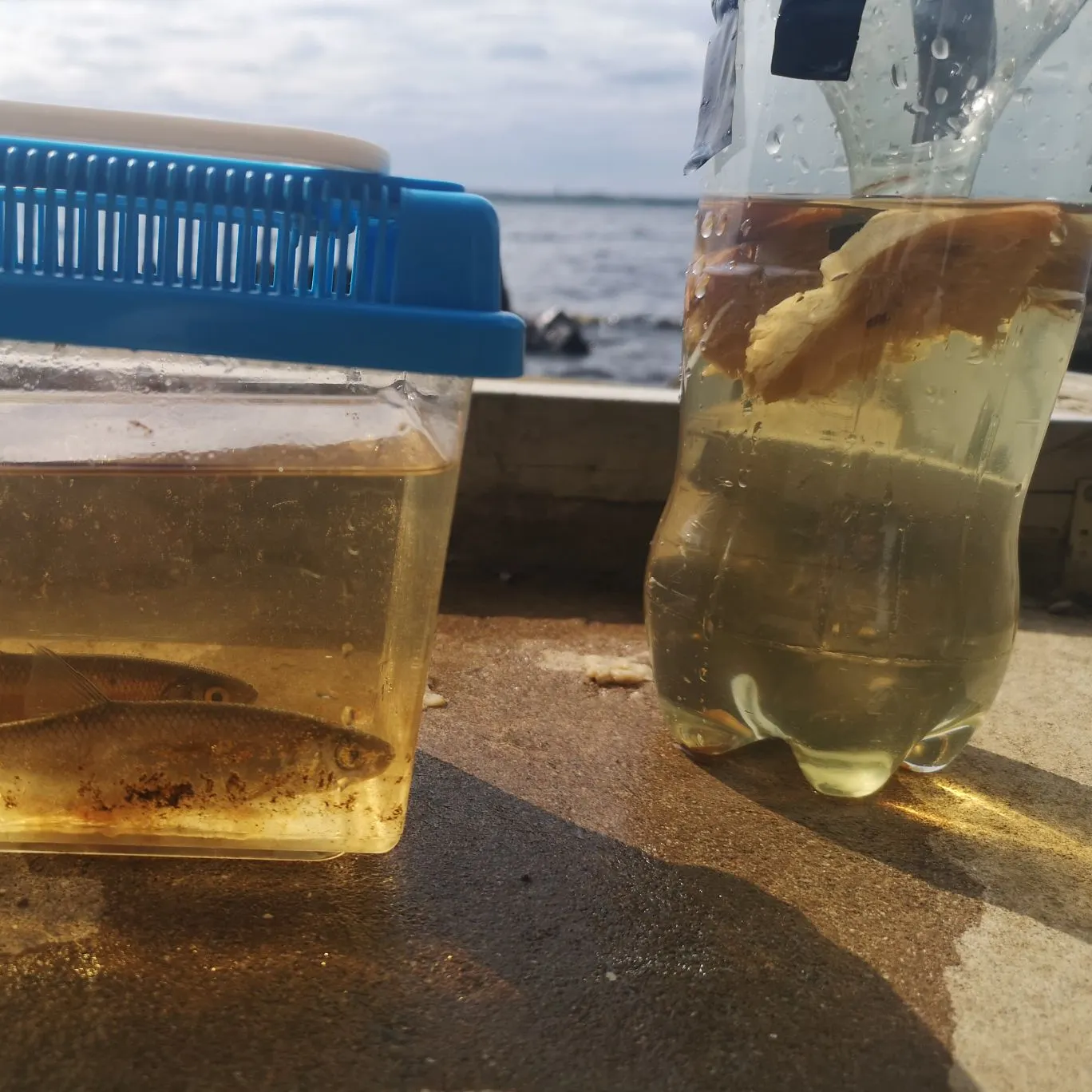 The most recent Common bleak catches on Fishbrain