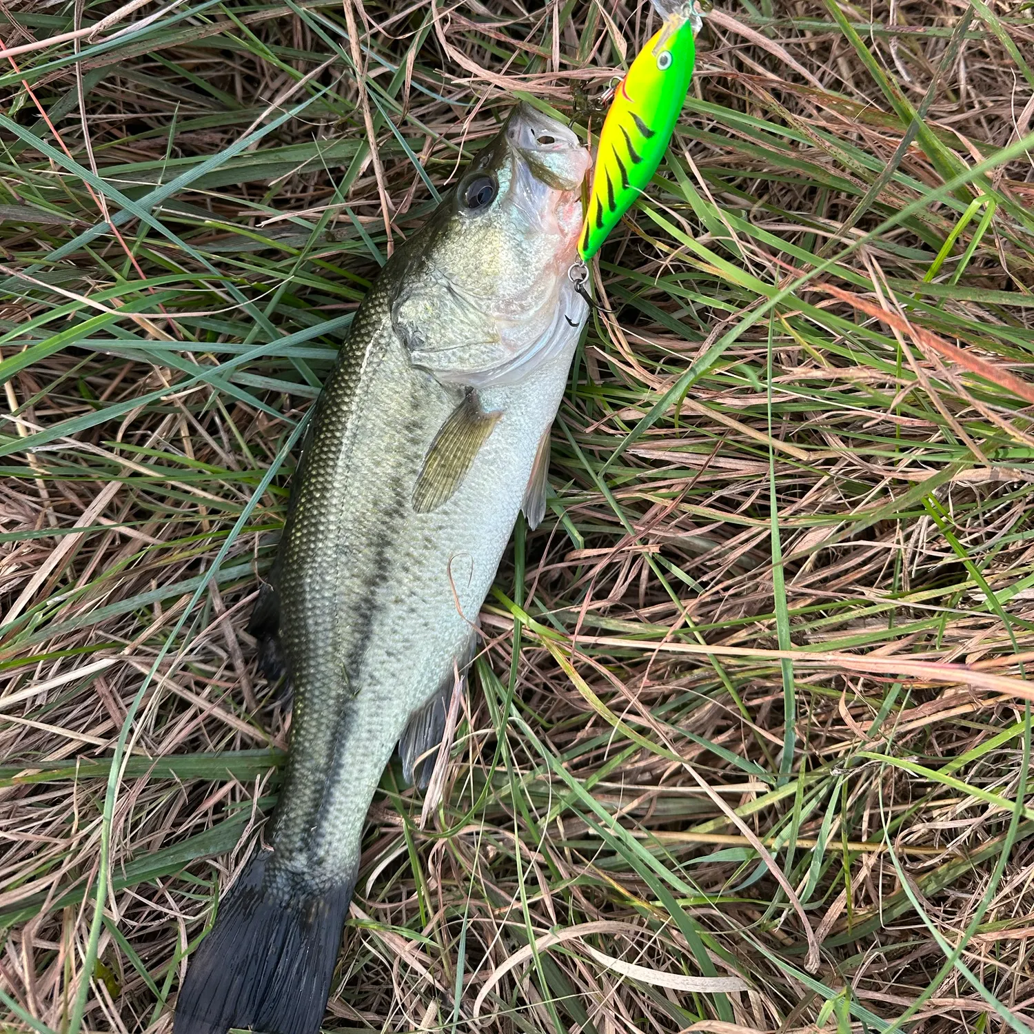 Largemouth bass caught on Fishbrain
