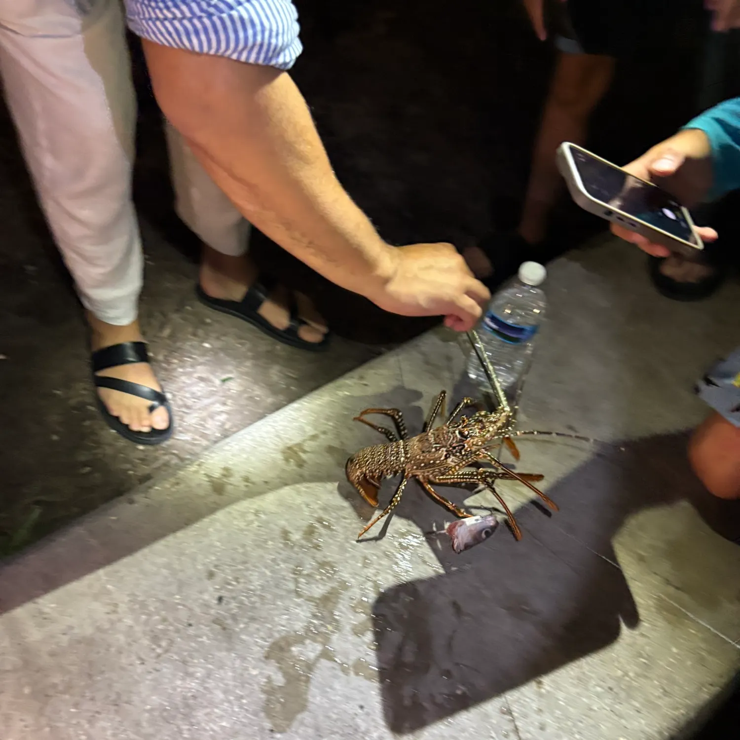 The most recent Caribbean spiny lobster catches on Fishbrain