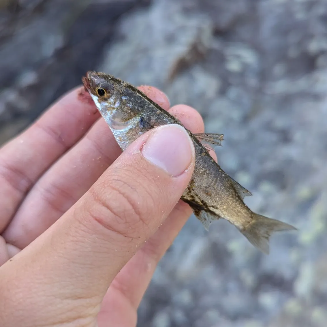 The most recent Striped mullet catches on Fishbrain