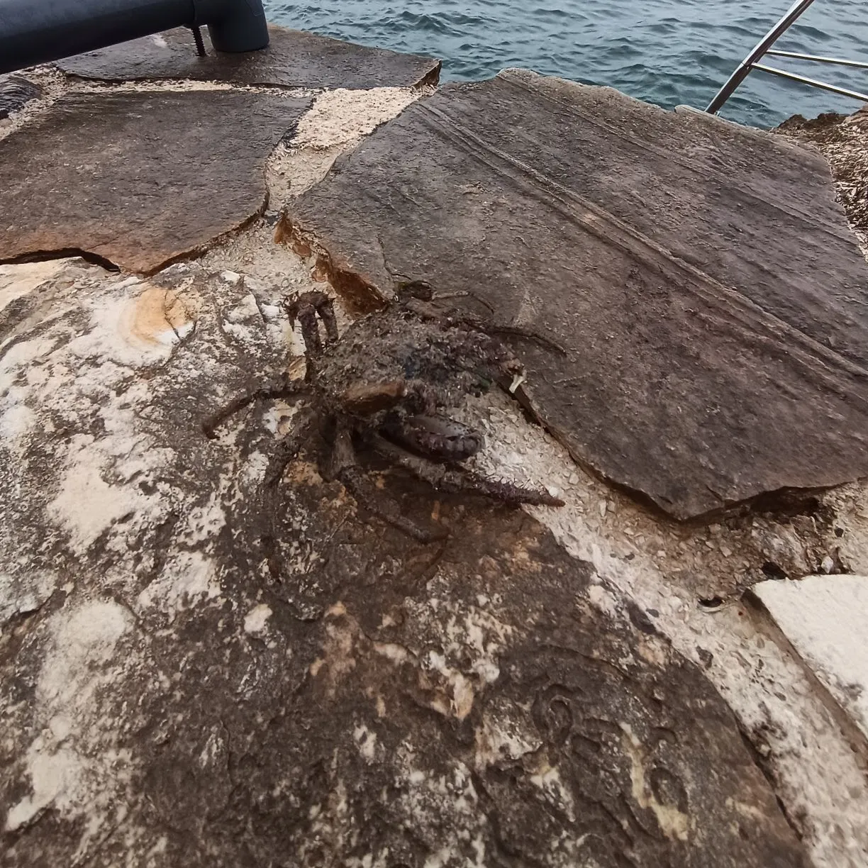 The most recent European spider crab catches on Fishbrain