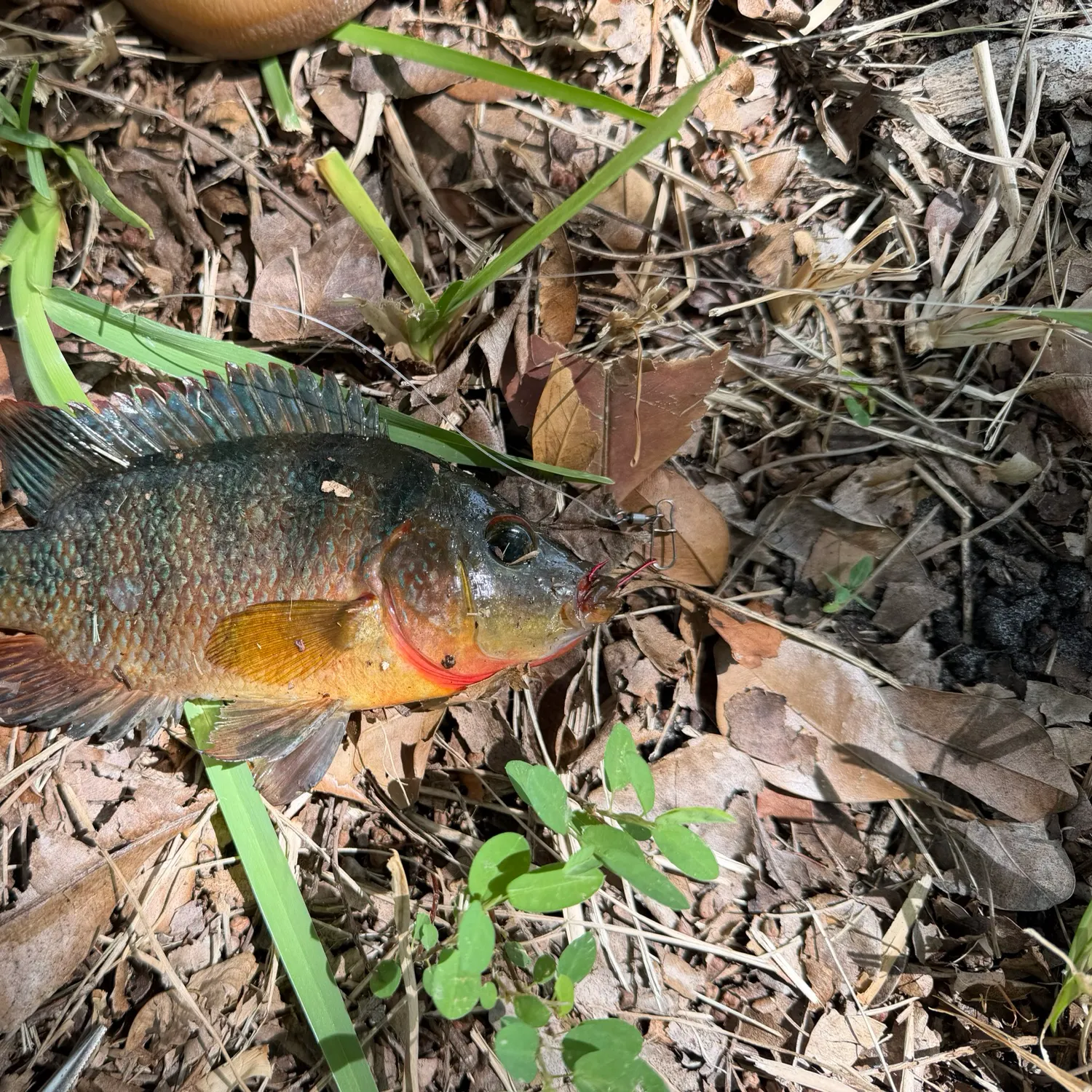 Mayan cichlid caught on Fishbrain