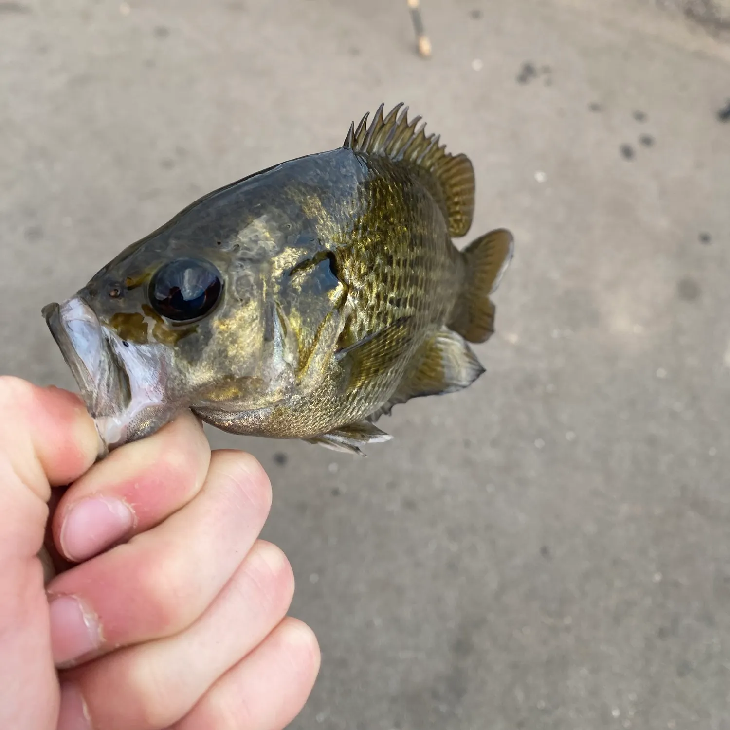 Rock bass caught on Fishbrain