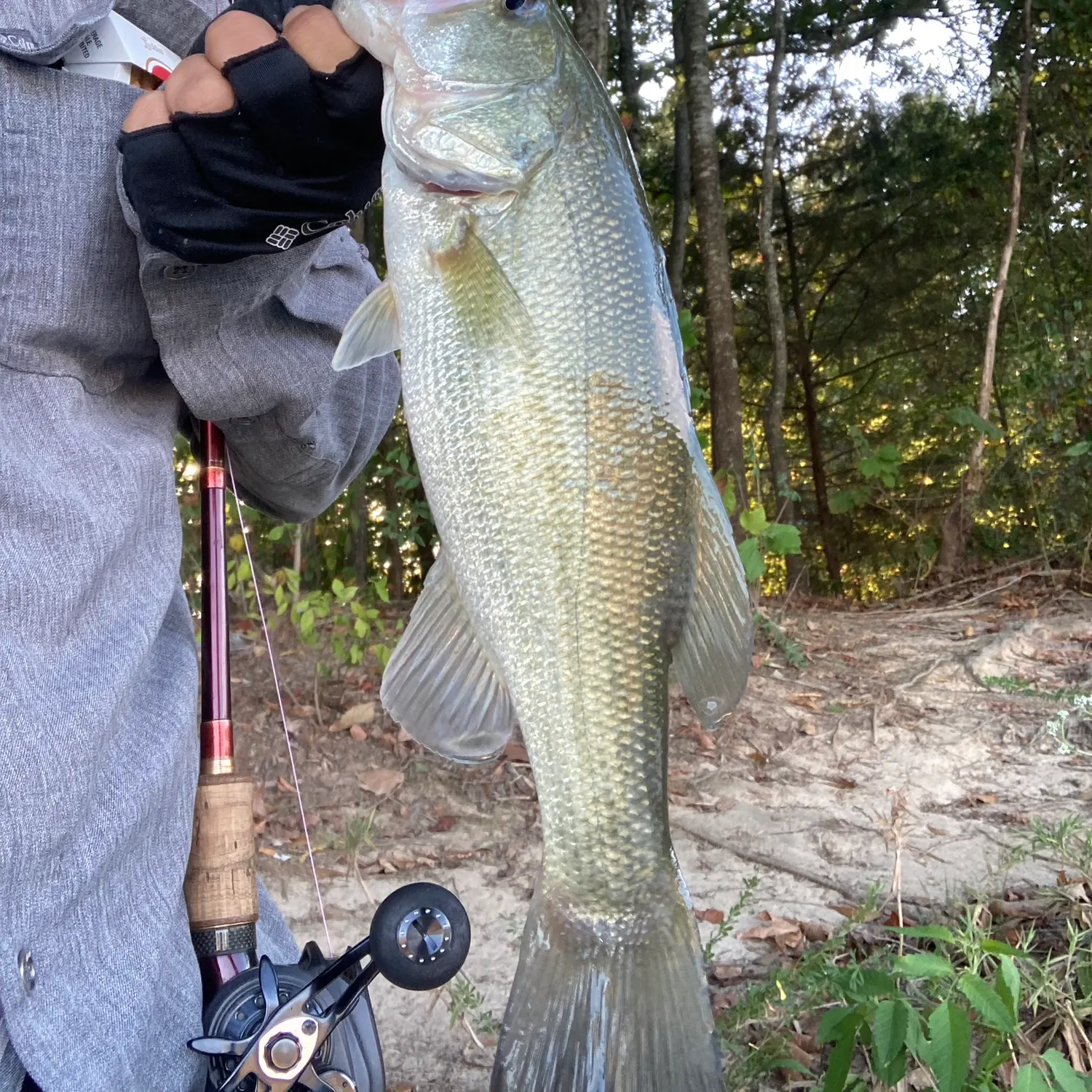 Largemouth bass caught on Fishbrain