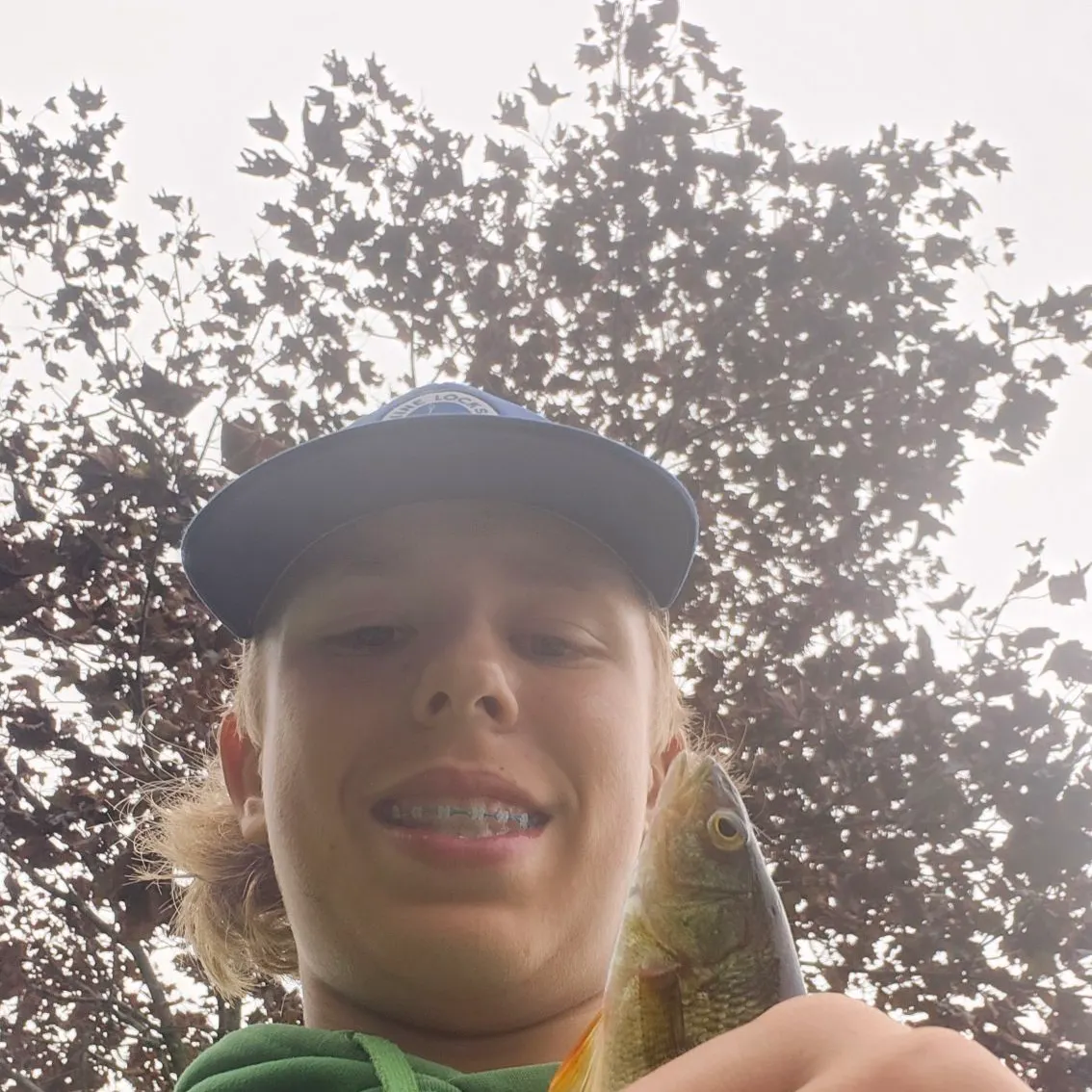 Yellow perch caught on Fishbrain