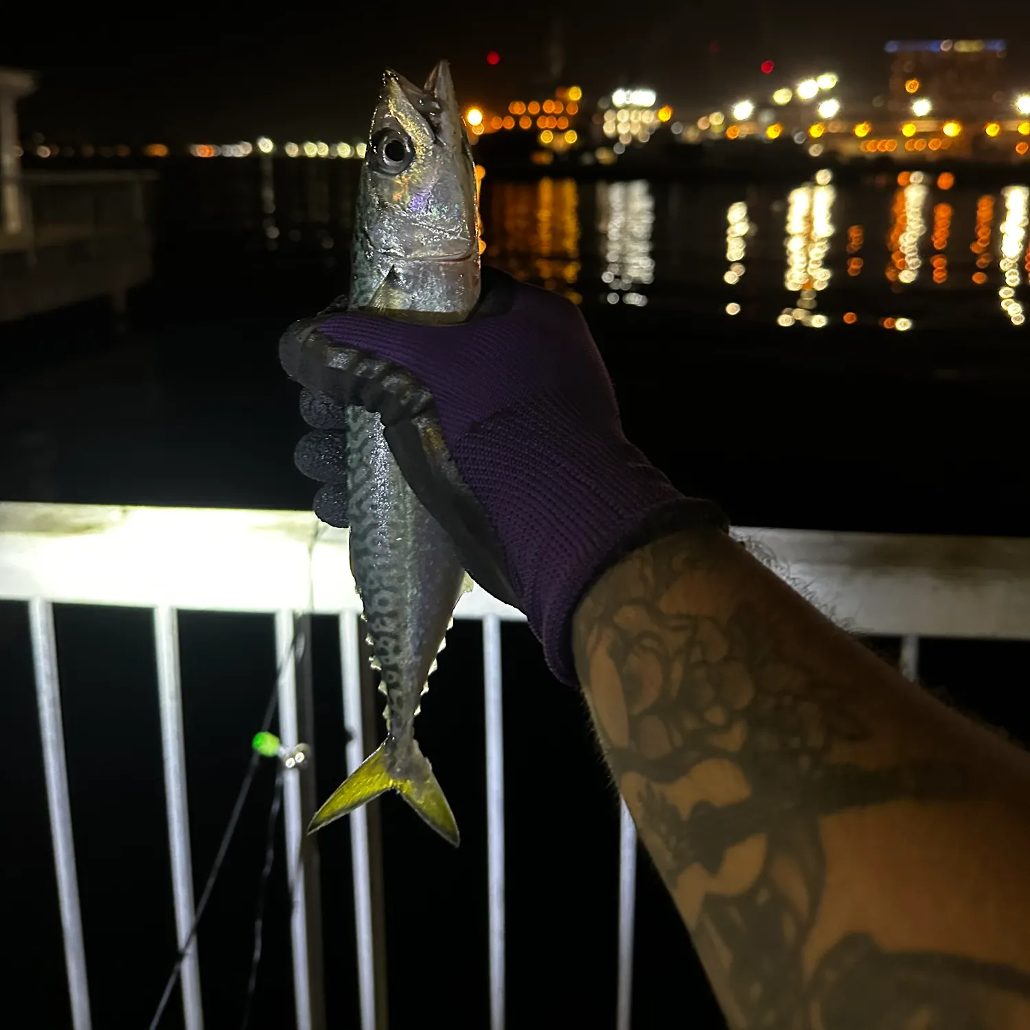 Pacific chub mackerel caught on Fishbrain