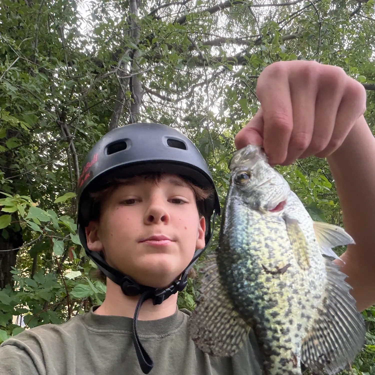 Black crappie caught on Fishbrain