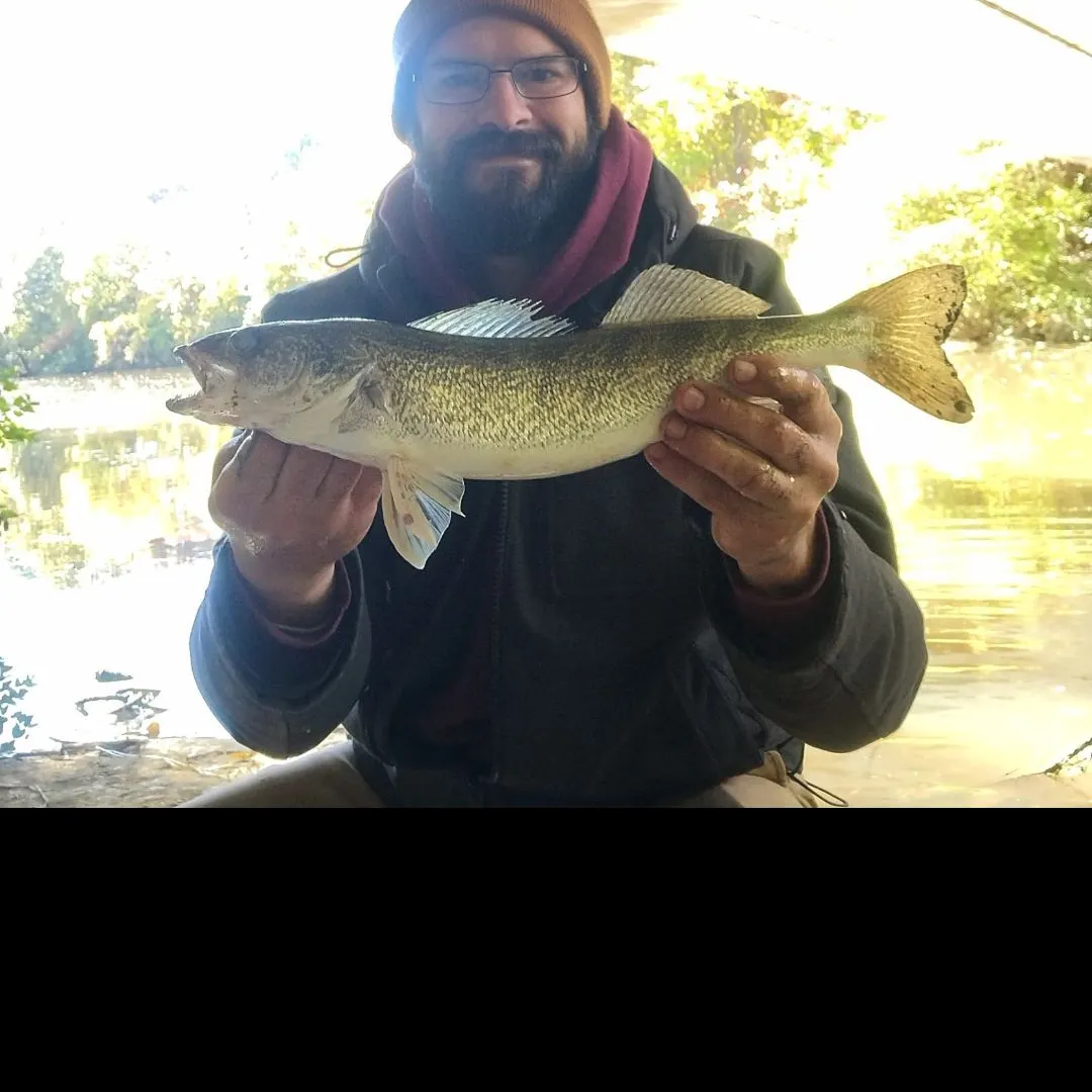 Walleye caught on Fishbrain