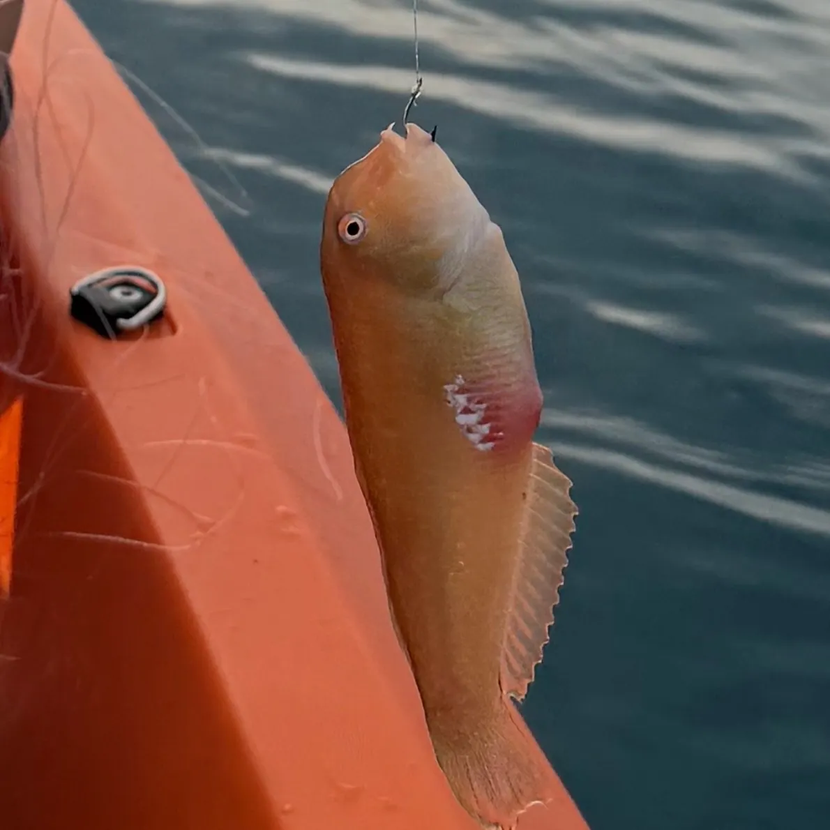 The most recent Mediterranean rainbow wrasse catches on Fishbrain