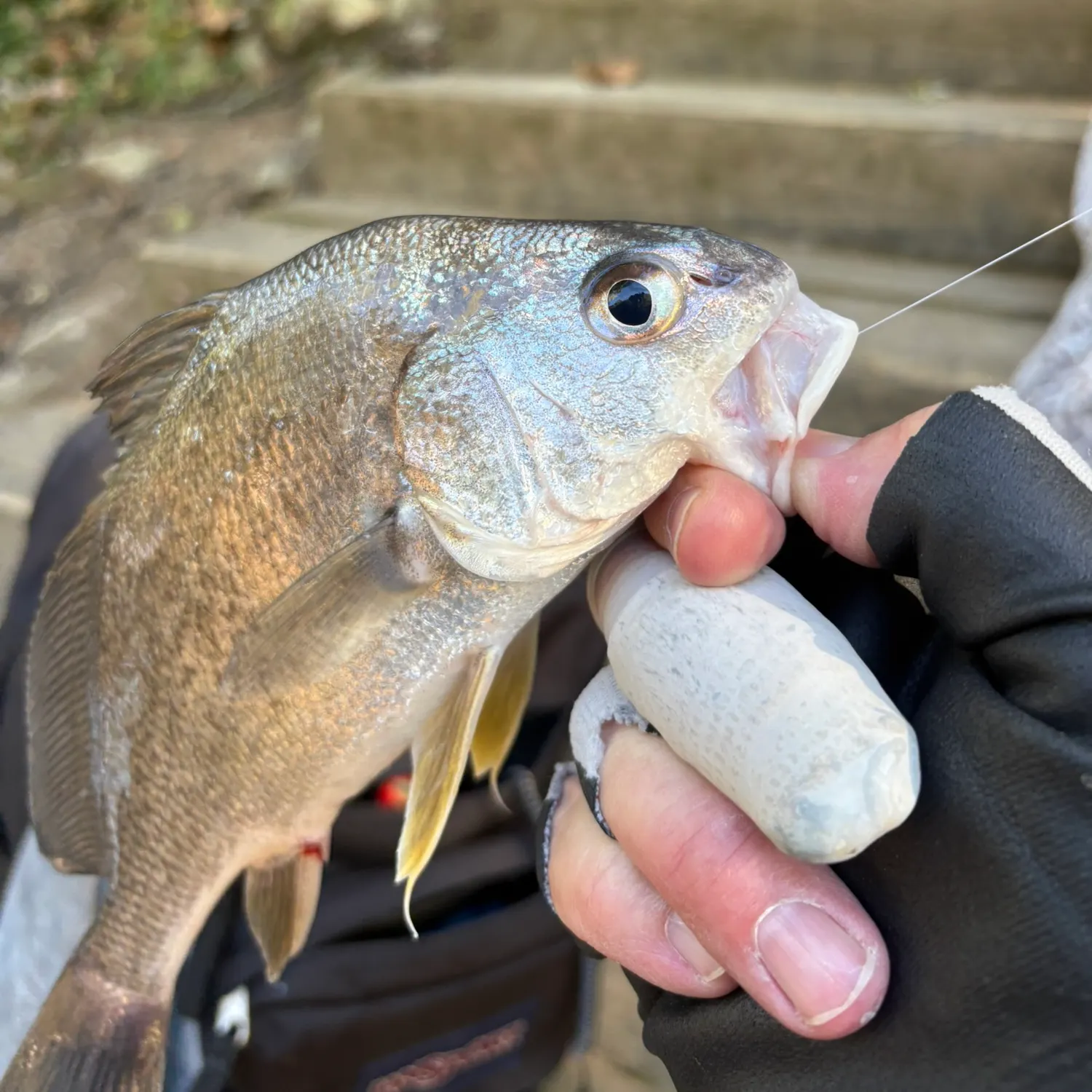 Freshwater drum caught on Fishbrain