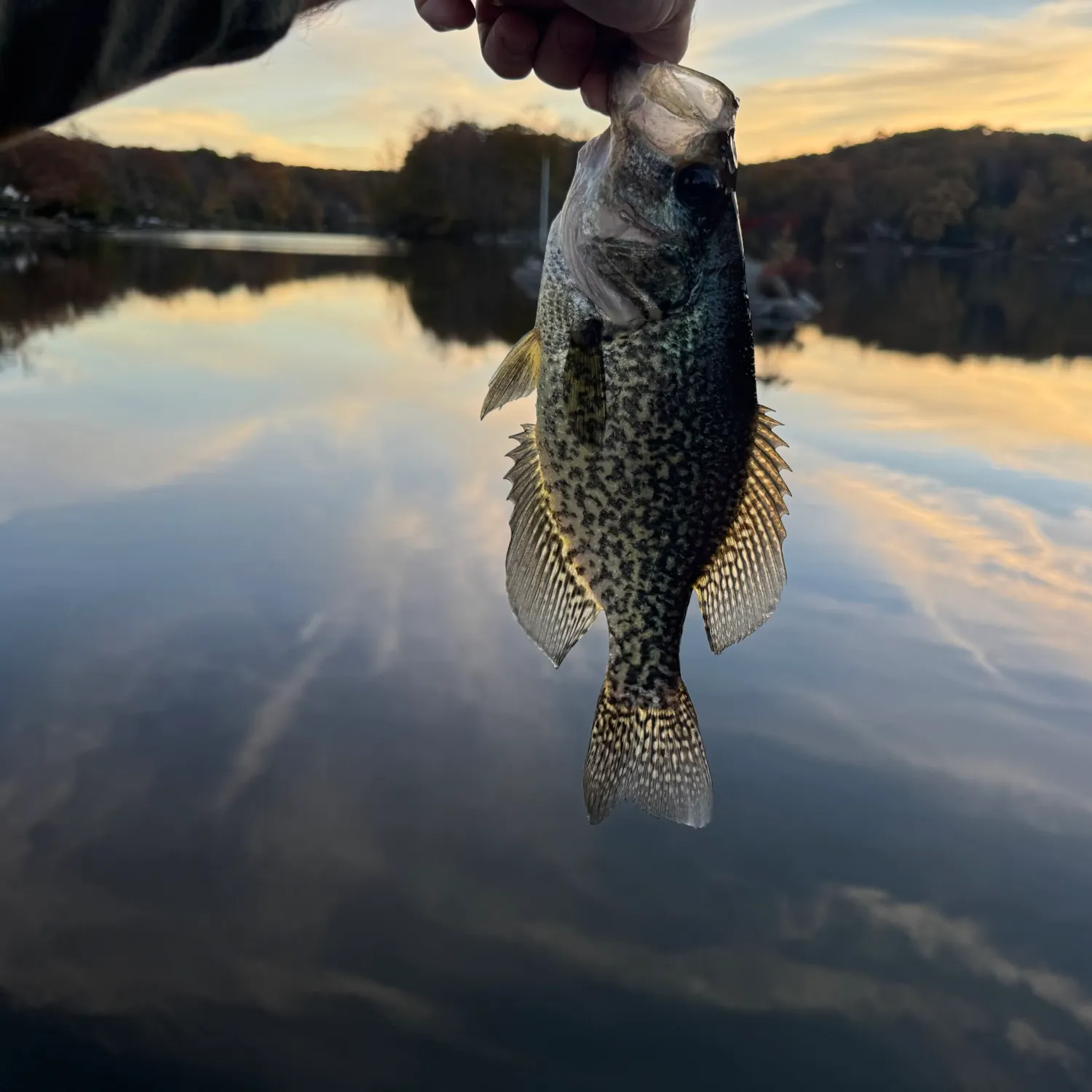 Black crappie caught on Fishbrain