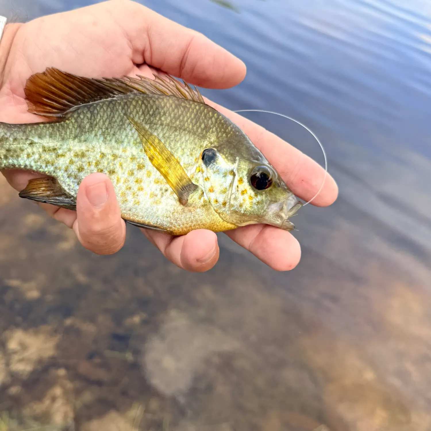 Fish caught on Fishbrain