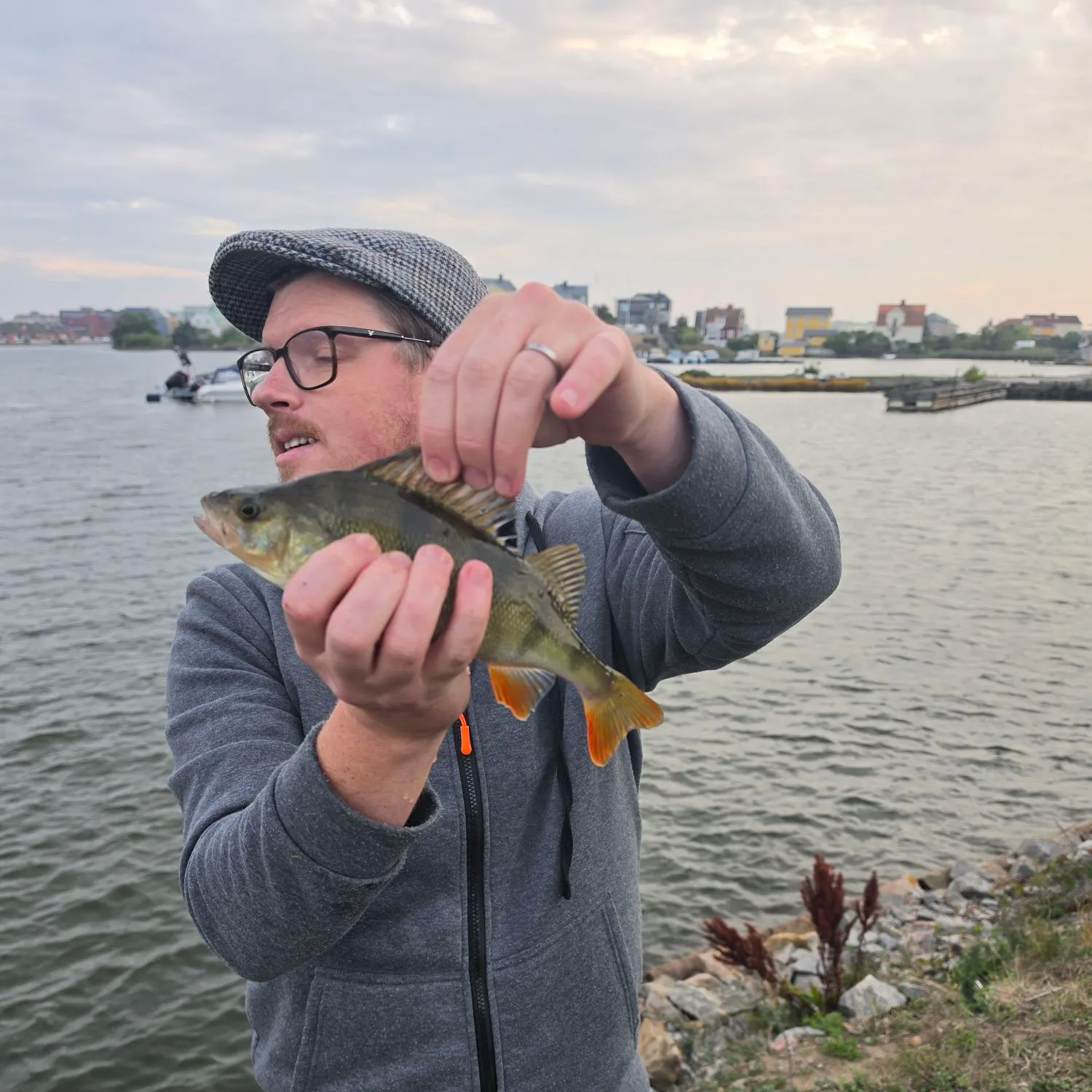 European perch caught on Fishbrain