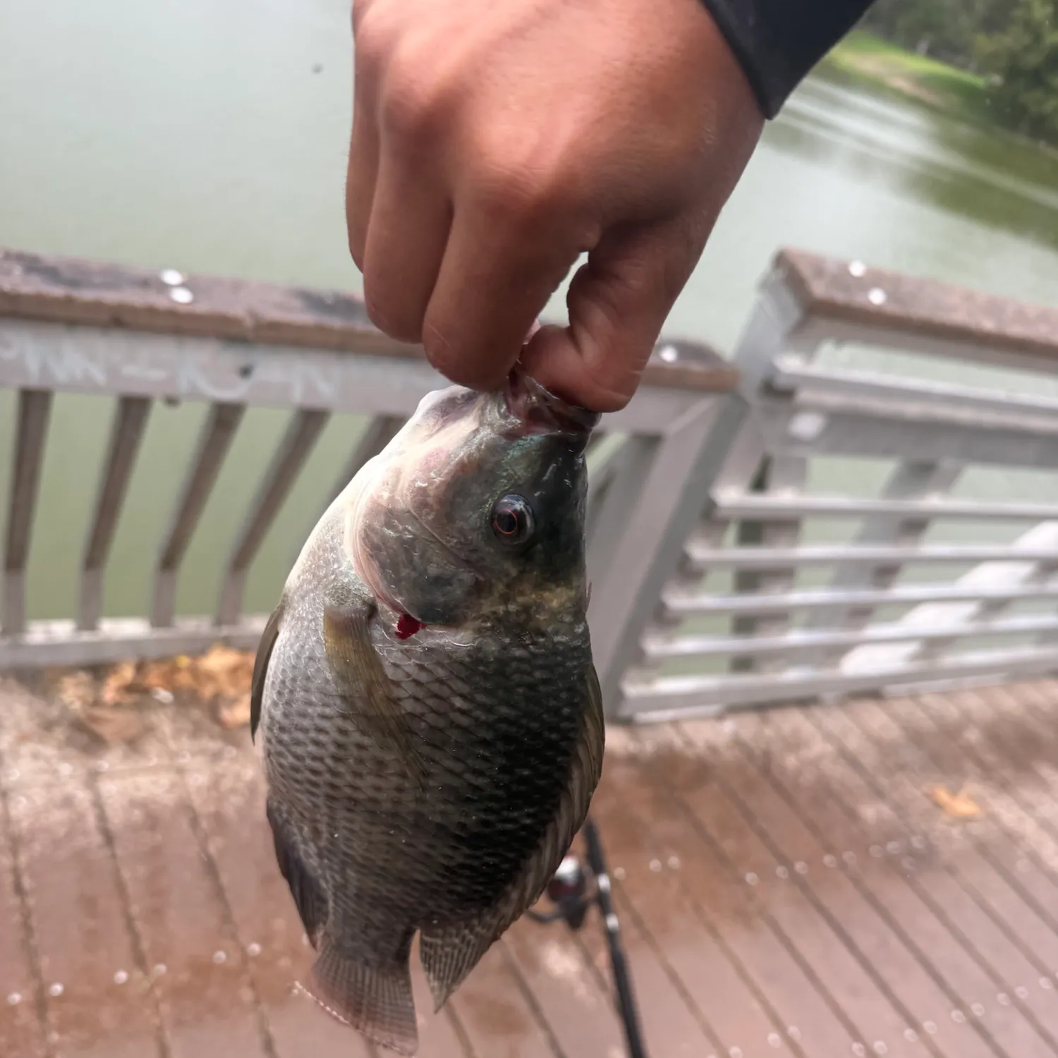 Blue tilapia caught on Fishbrain