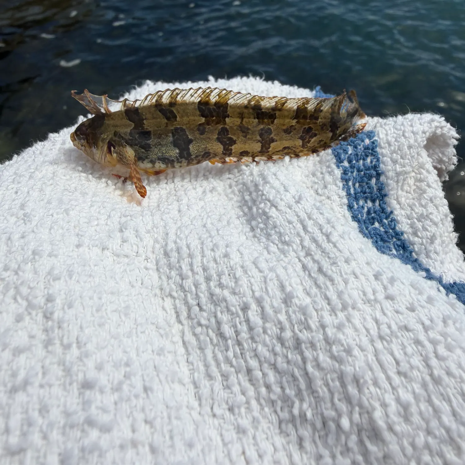 The most recent Spotted kelpfish catches on Fishbrain