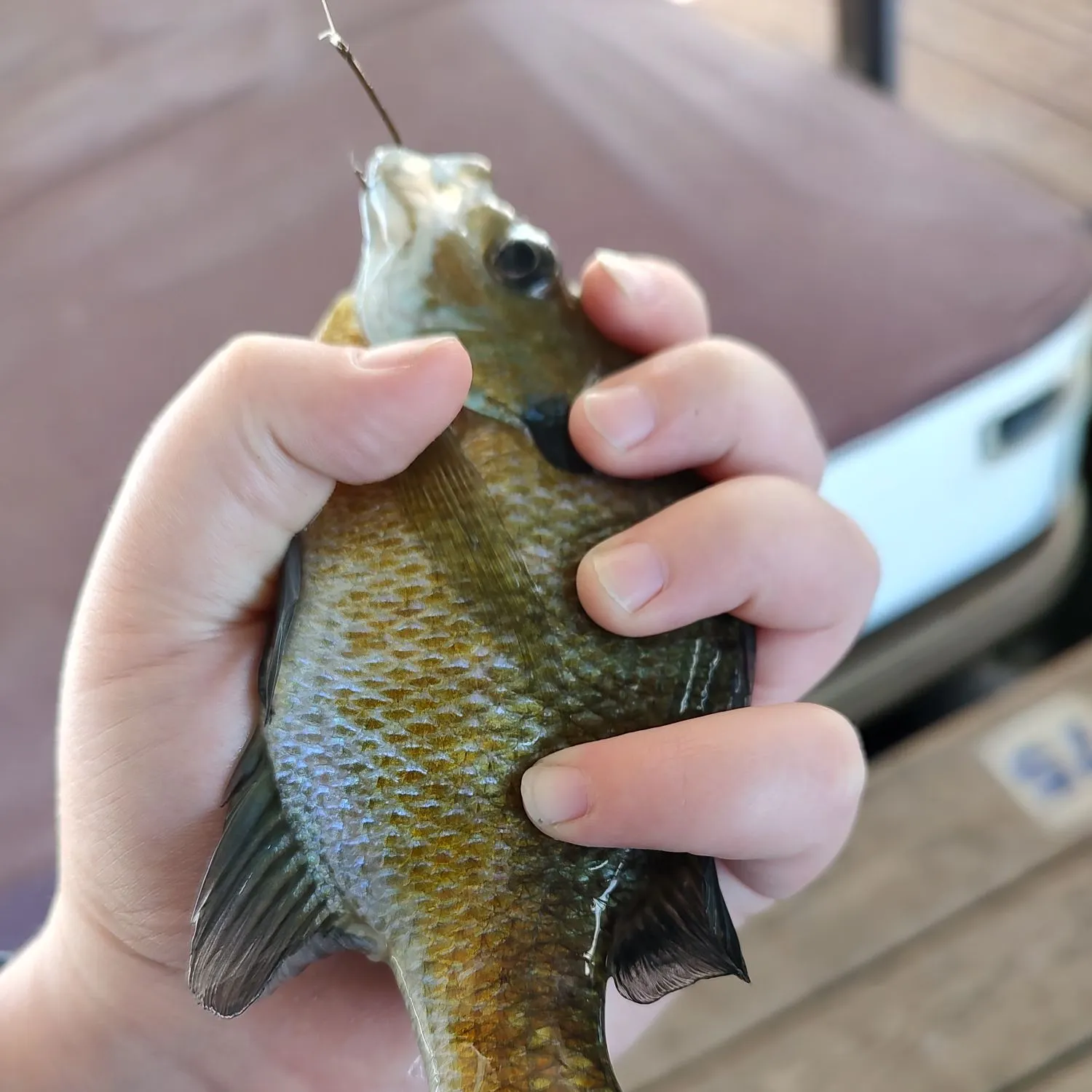 Bluegill caught on Fishbrain