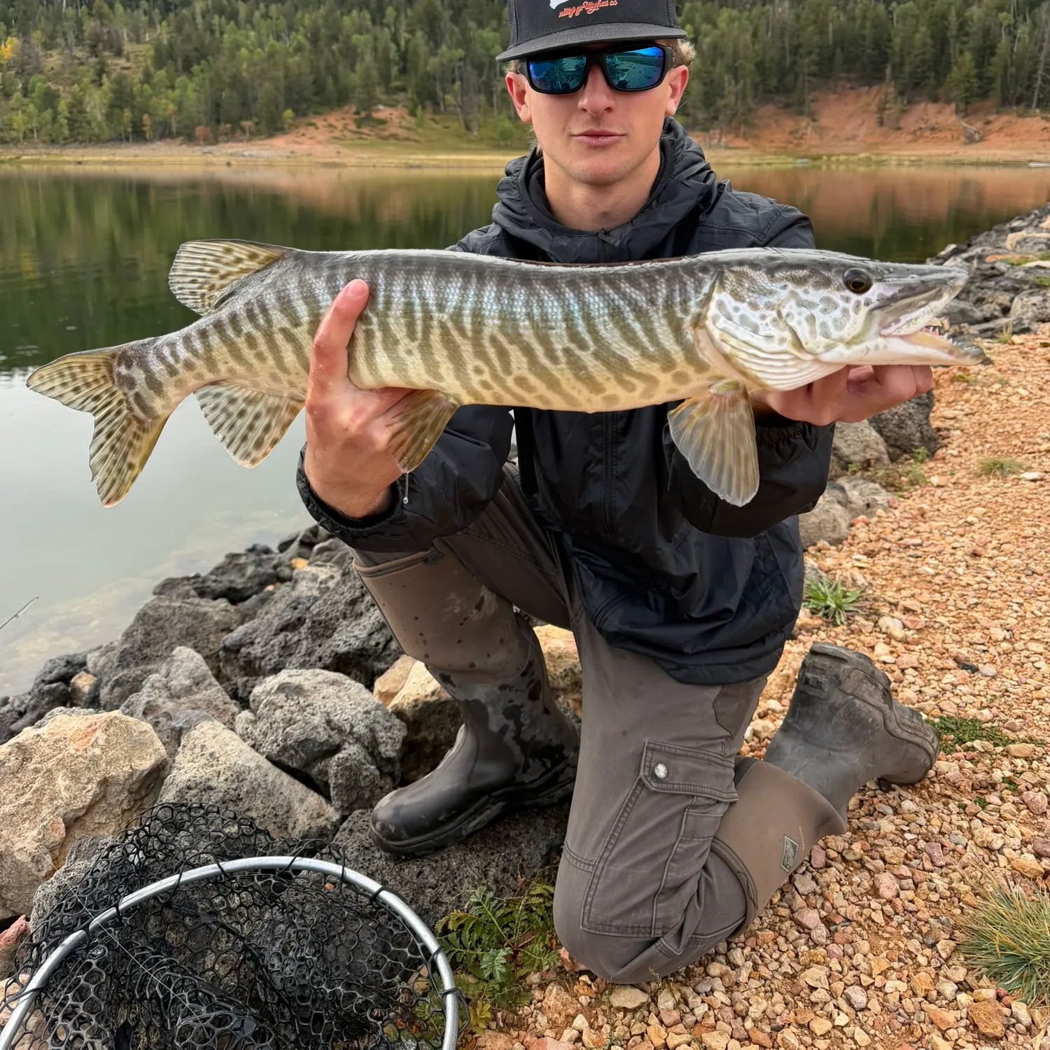 Tiger muskie caught on Fishbrain