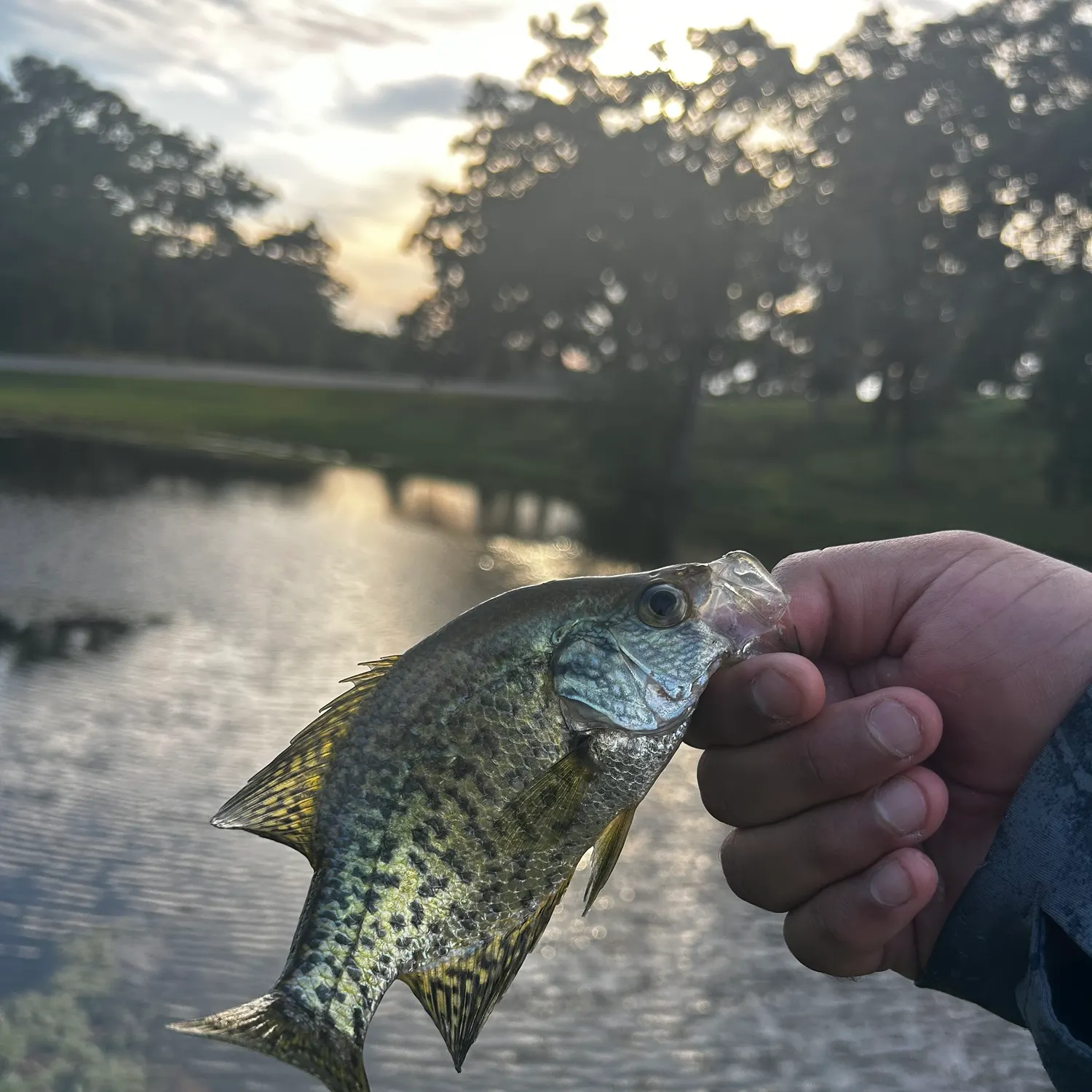 Black crappie caught on Fishbrain