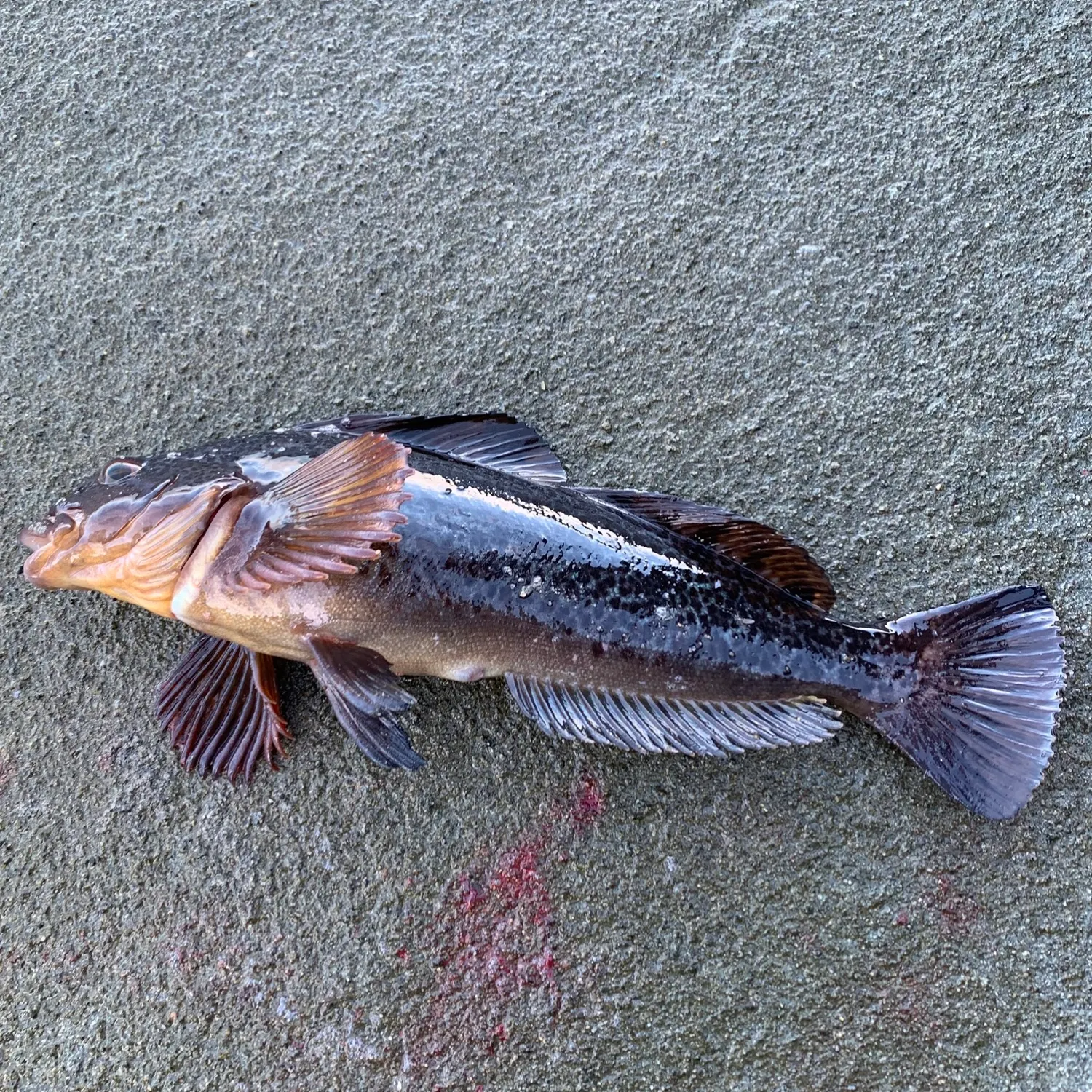 The most recent Kelp greenling catches on Fishbrain