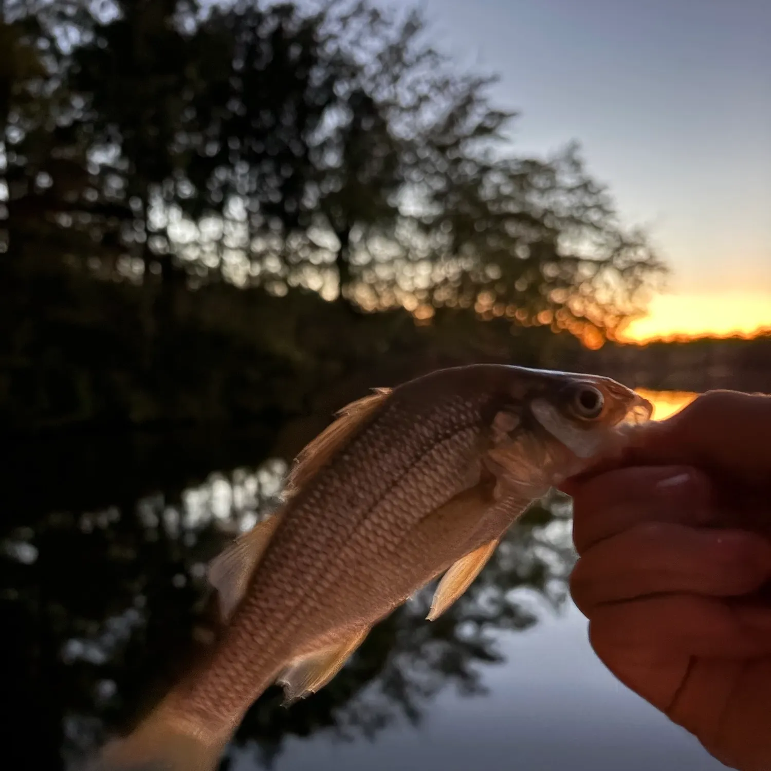 White perch caught on Fishbrain