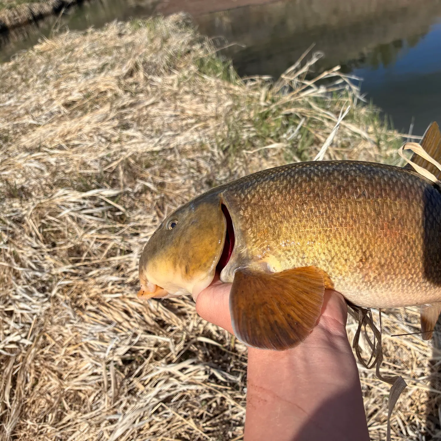 The most recent Utah sucker catches on Fishbrain