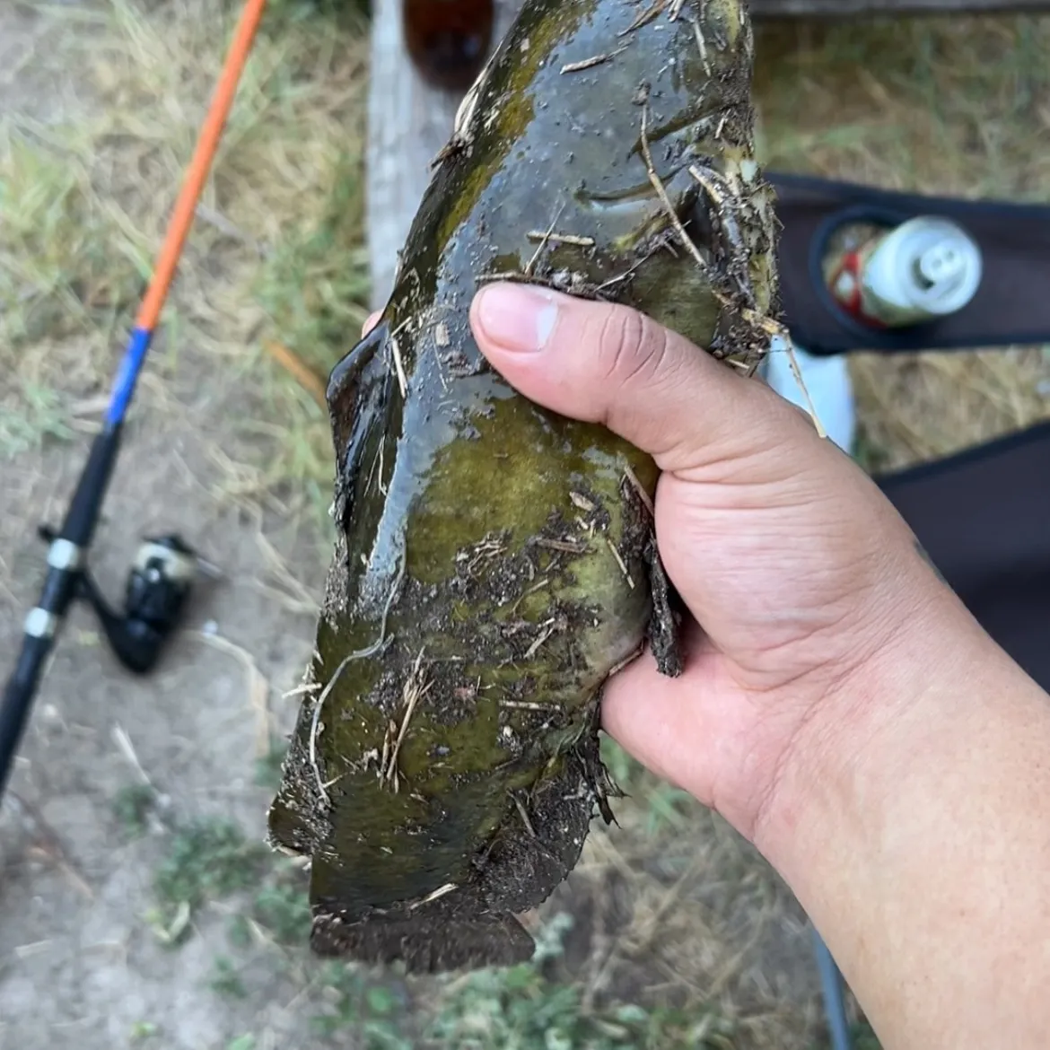 Black bullhead caught on Fishbrain