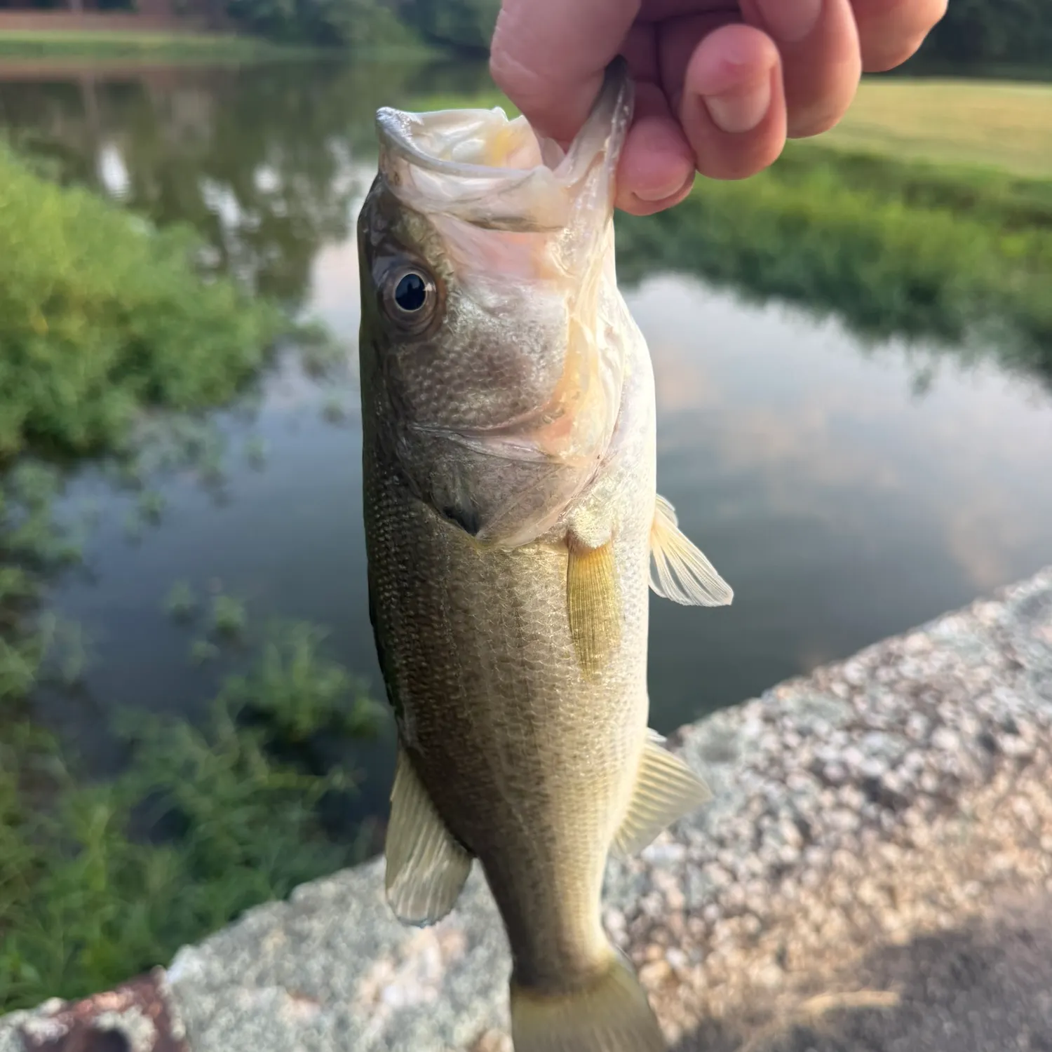 The most recent Largemouth bass catches on Fishbrain