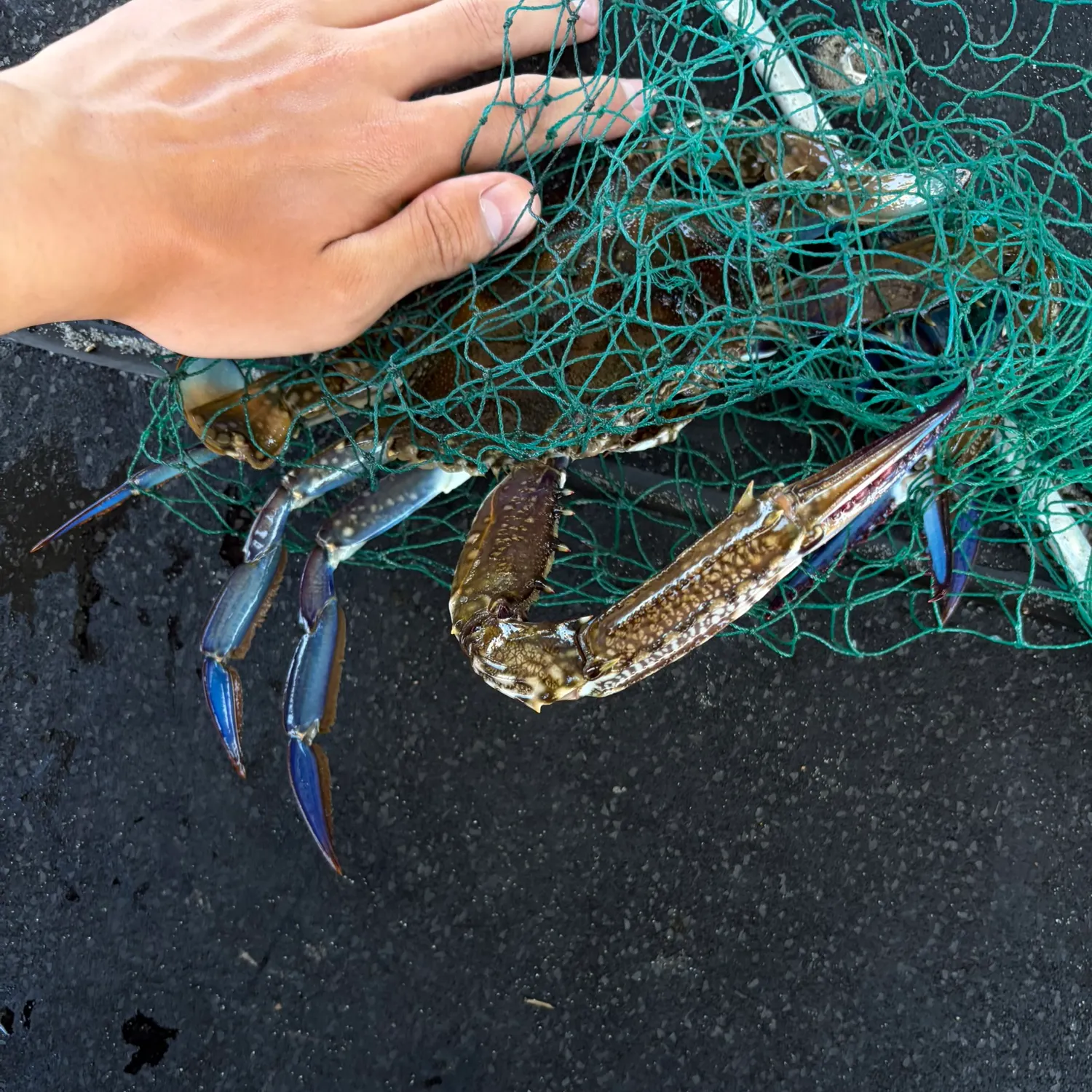 The most recent Blue swimmer crab catches on Fishbrain