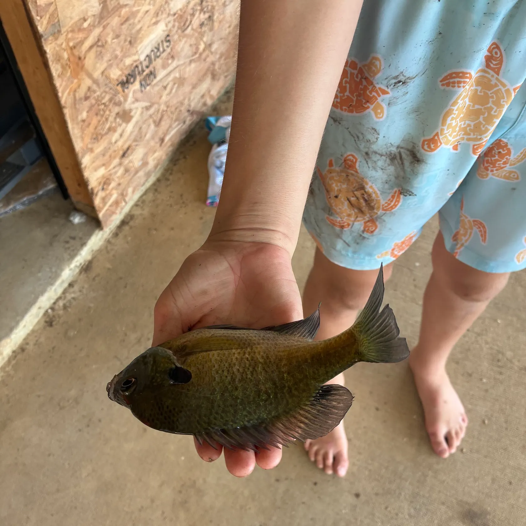 Bluegill caught on Fishbrain