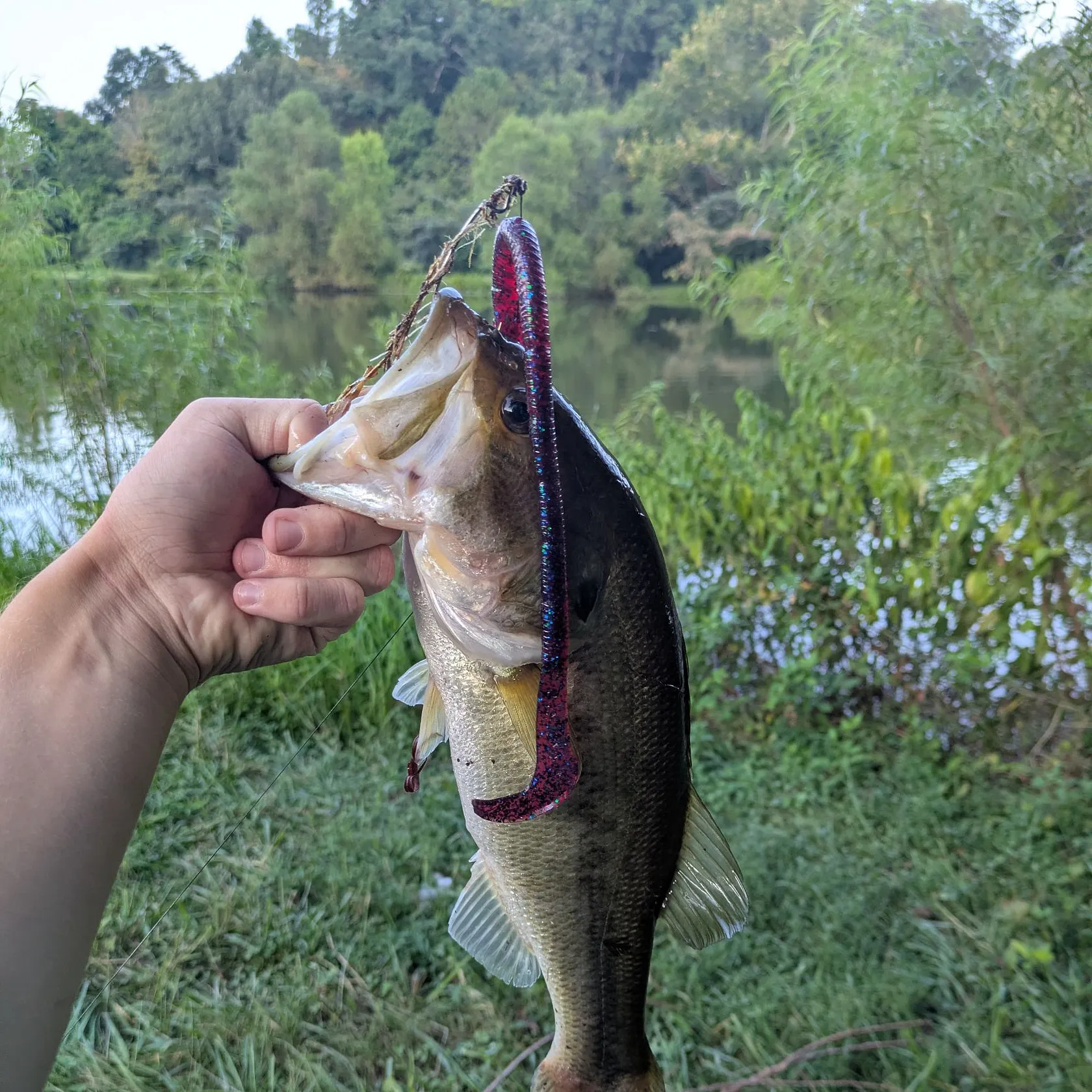 Largemouth bass caught on Fishbrain