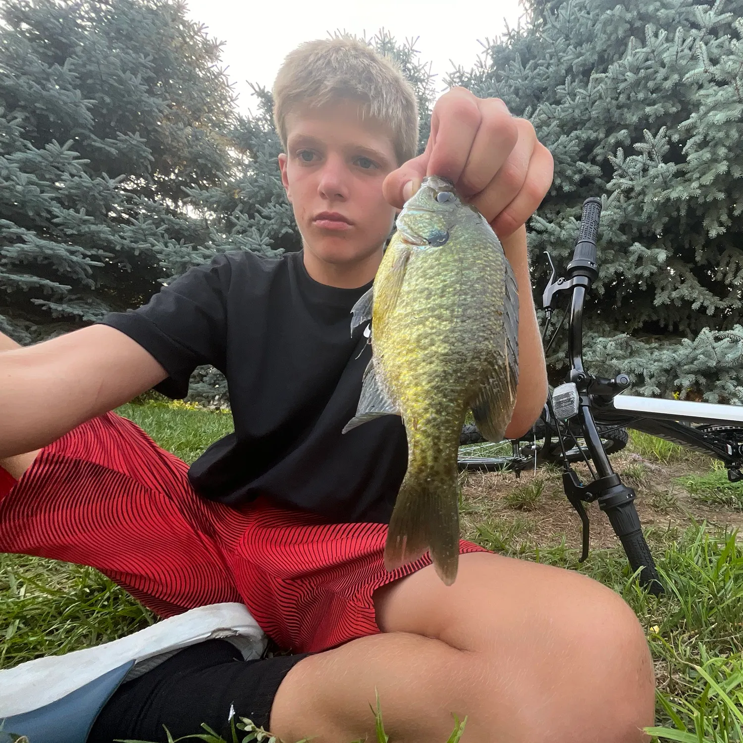 Bluegill caught on Fishbrain
