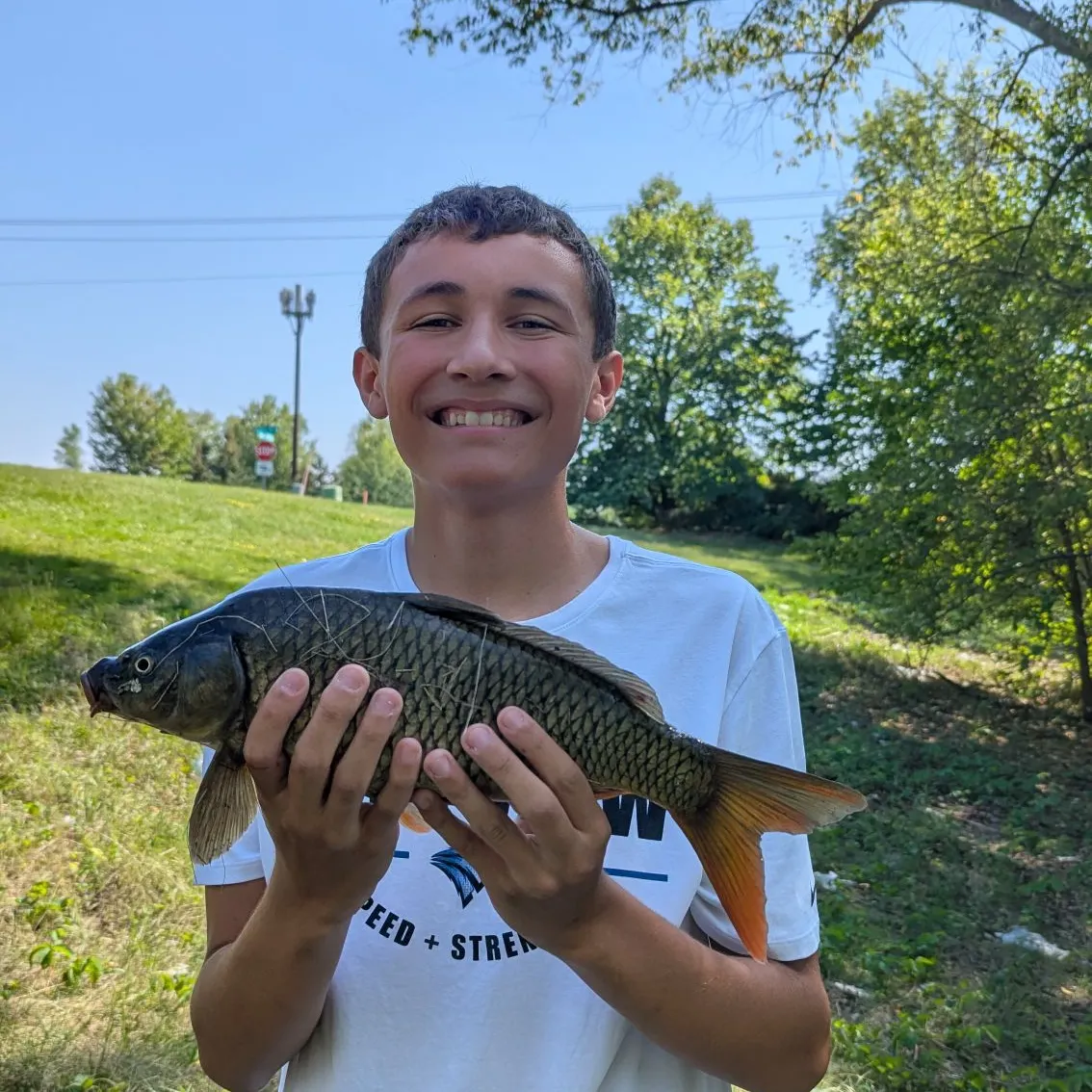 Common carp caught on Fishbrain