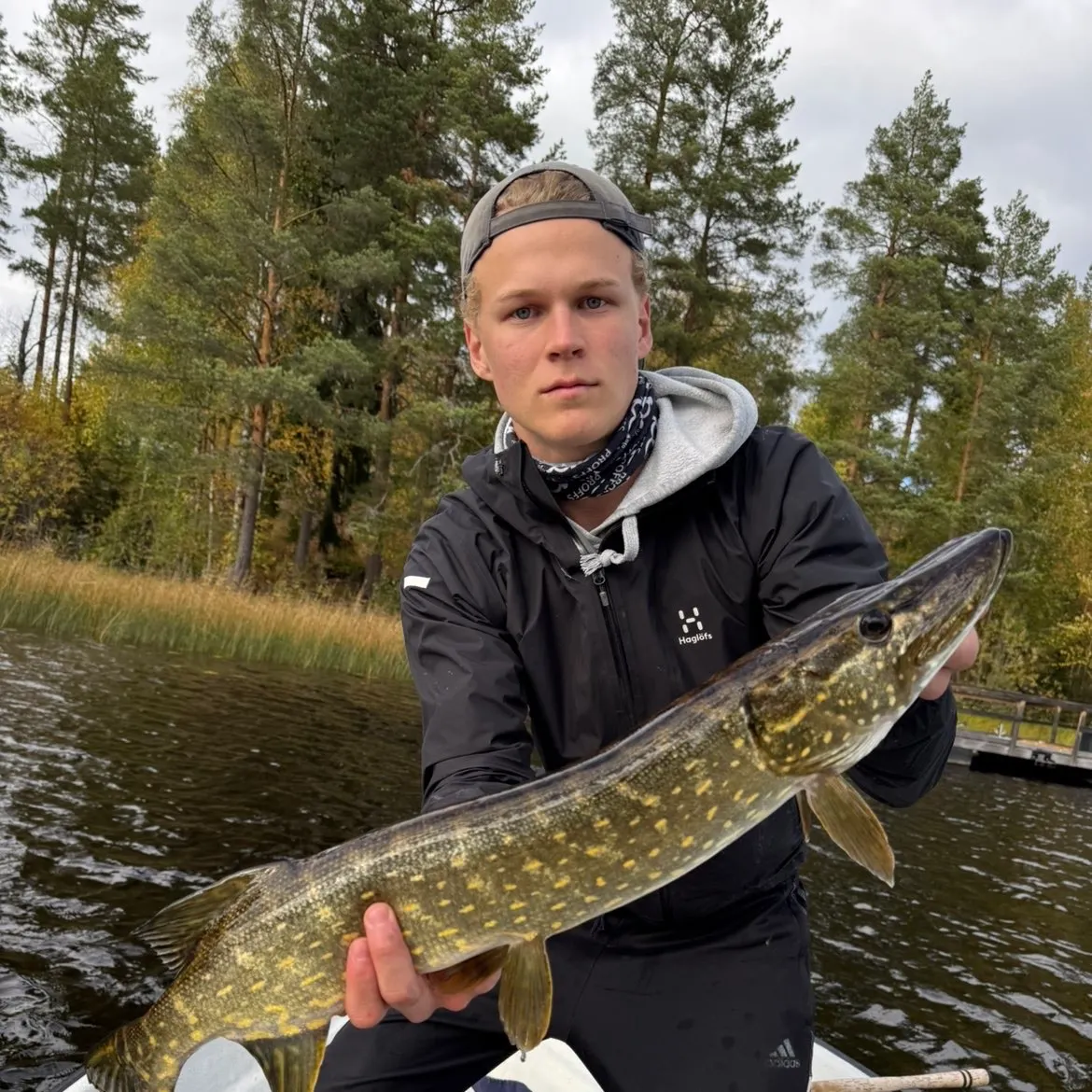 Northern pike caught on Fishbrain